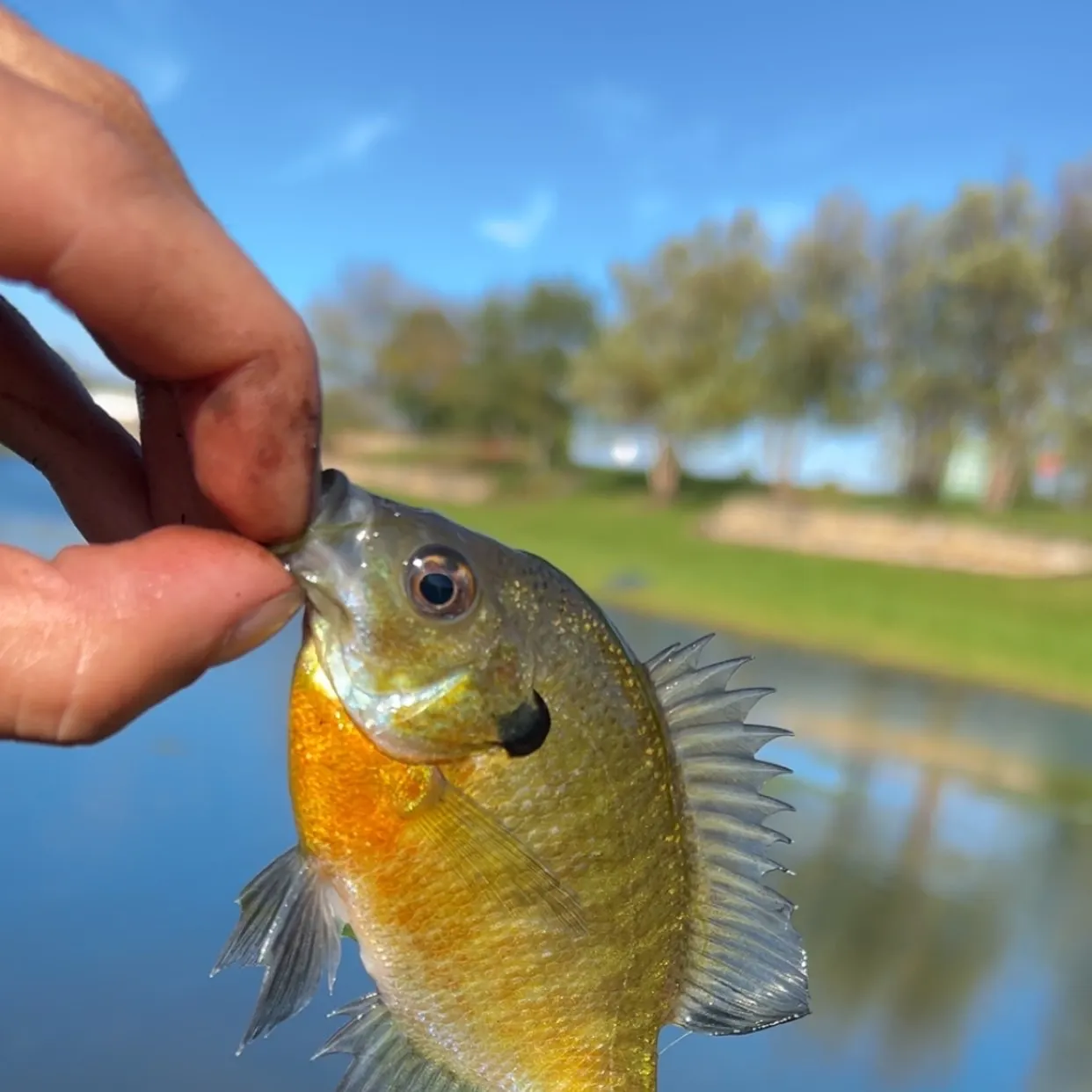Bluegill caught on Fishbrain