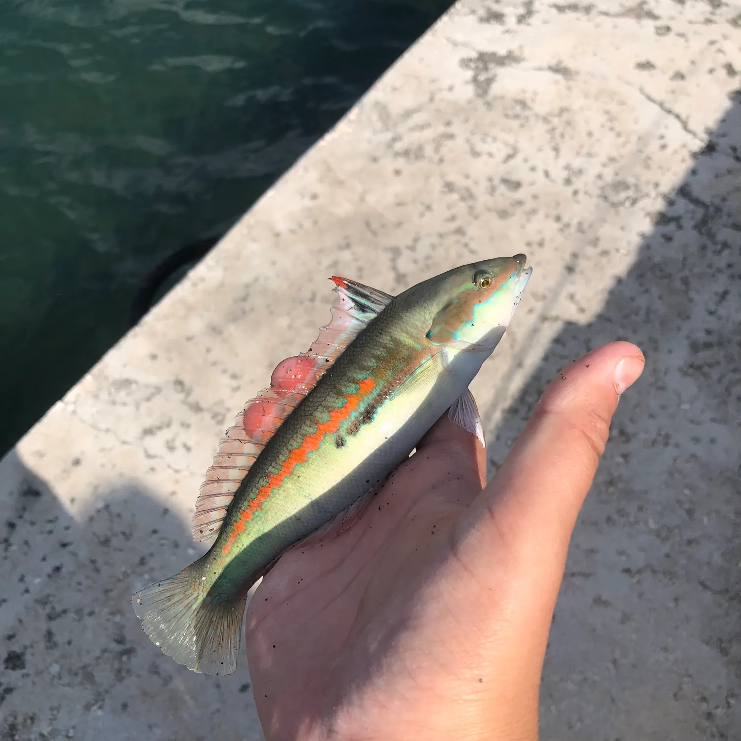 The most recent Mediterranean rainbow wrasse catches on Fishbrain