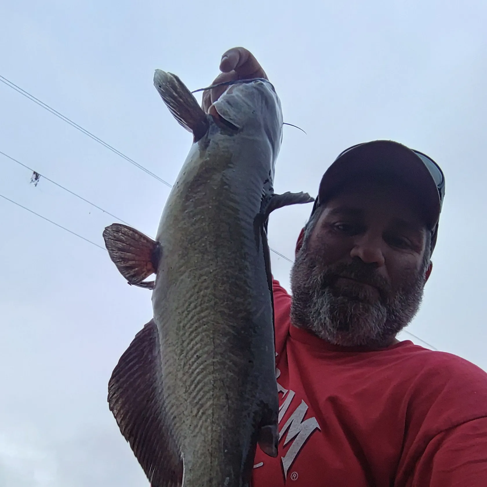 Channel catfish caught on Fishbrain