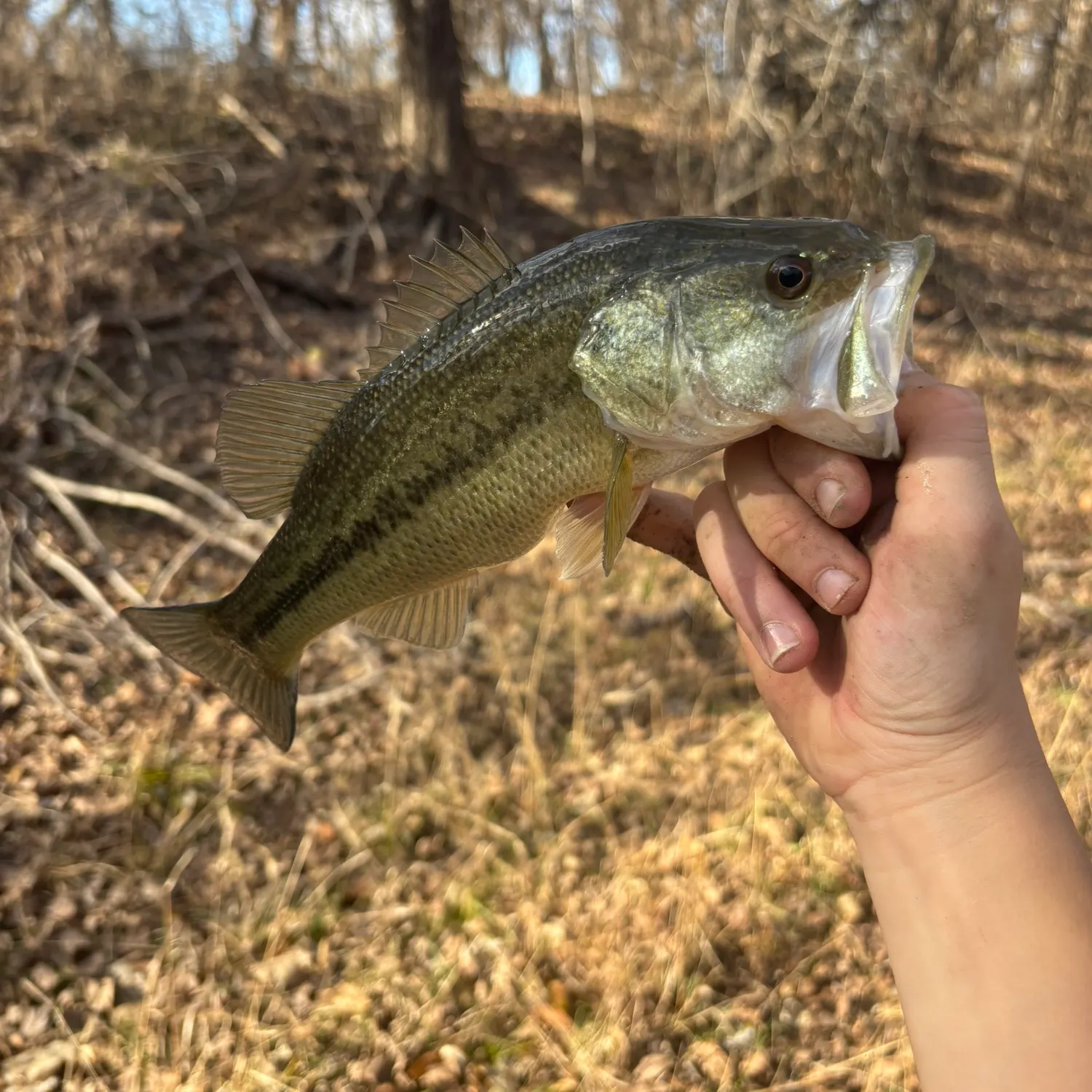 Fish caught on Fishbrain