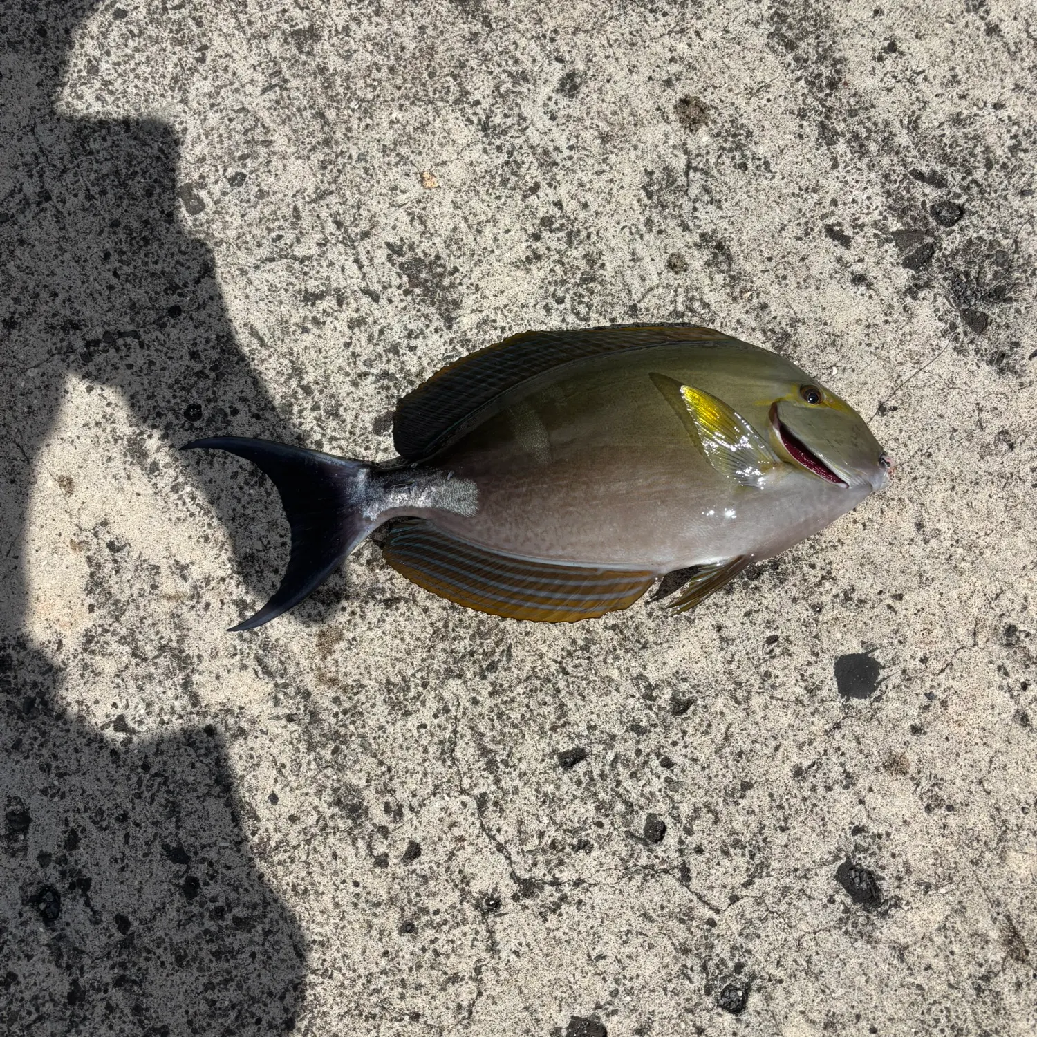 The most recent Eyestripe surgeonfish catches on Fishbrain
