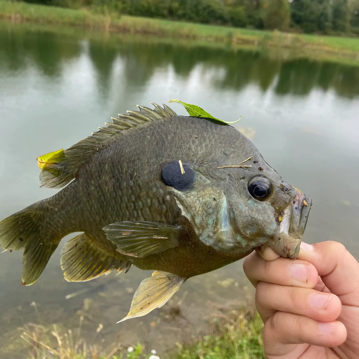 Greengill hybrid caught on Fishbrain