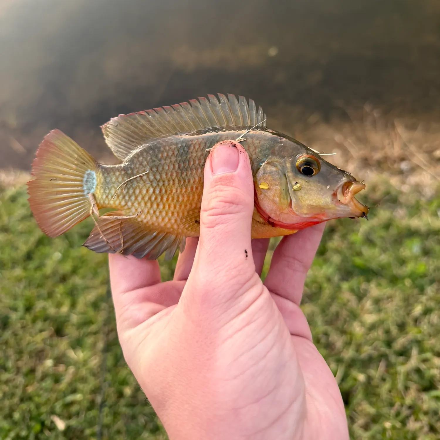 The most recent Mayan cichlid catches on Fishbrain