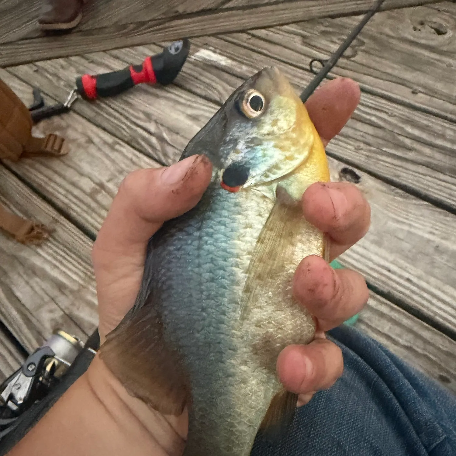 Redear sunfish caught on Fishbrain