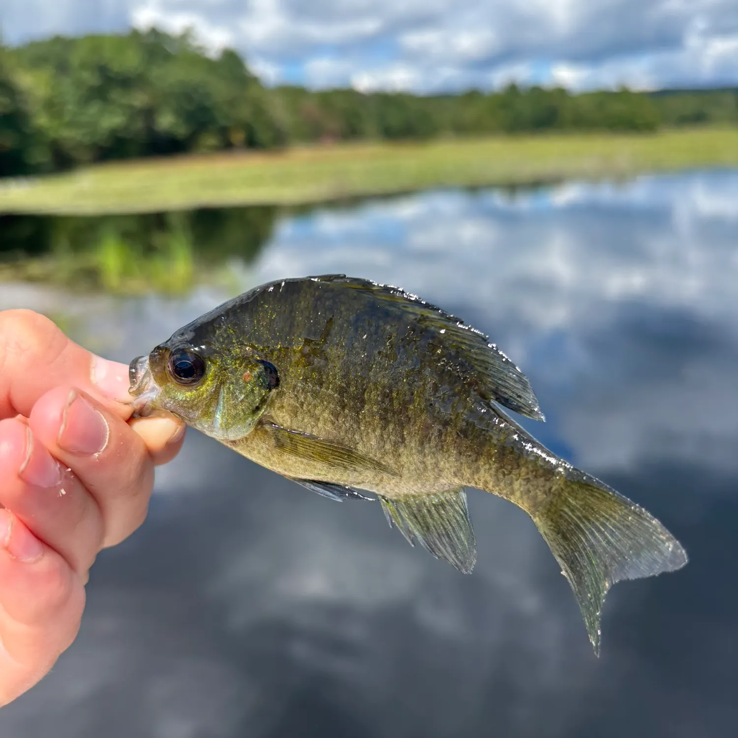 Bluegill caught on Fishbrain