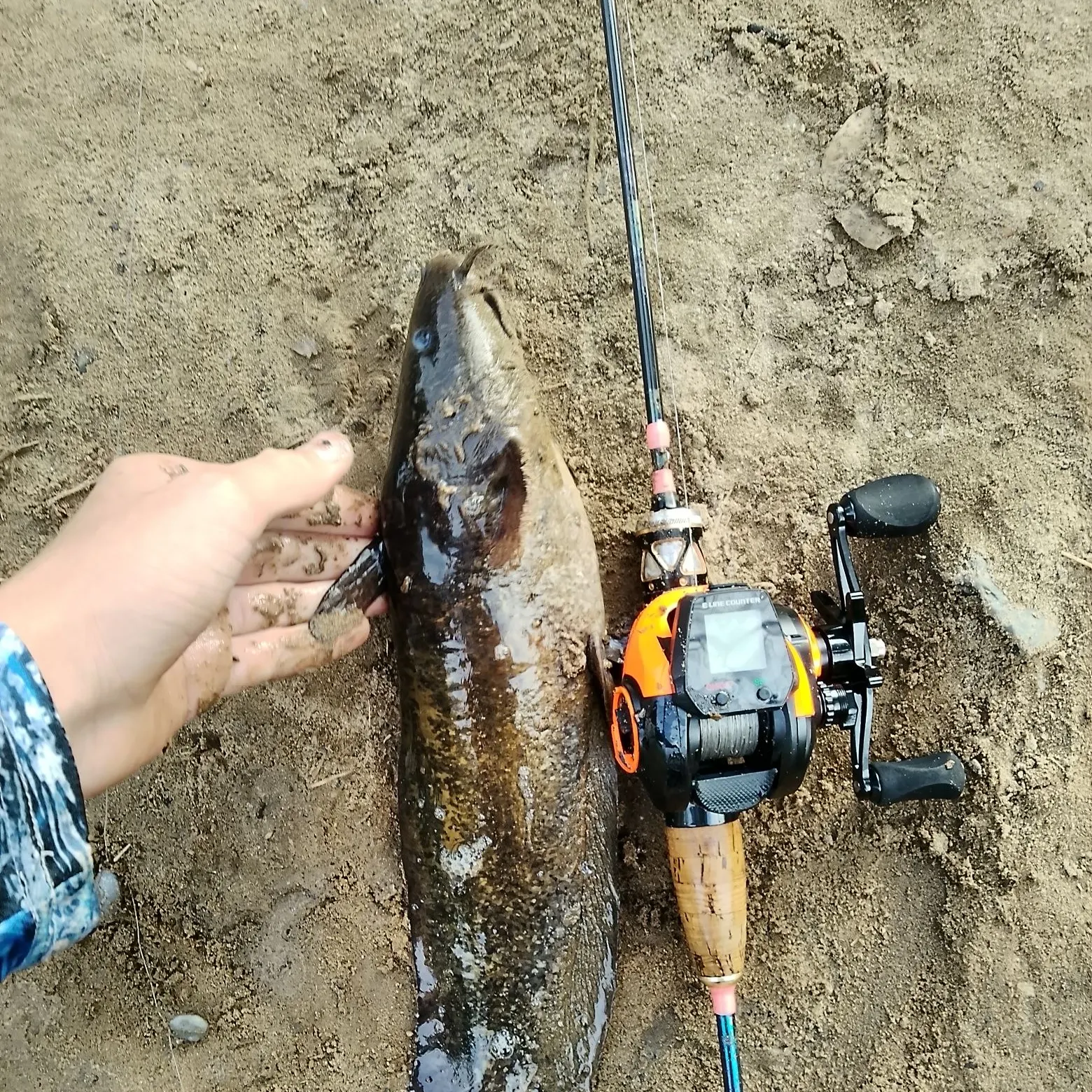 Freshwater cobbler caught on Fishbrain