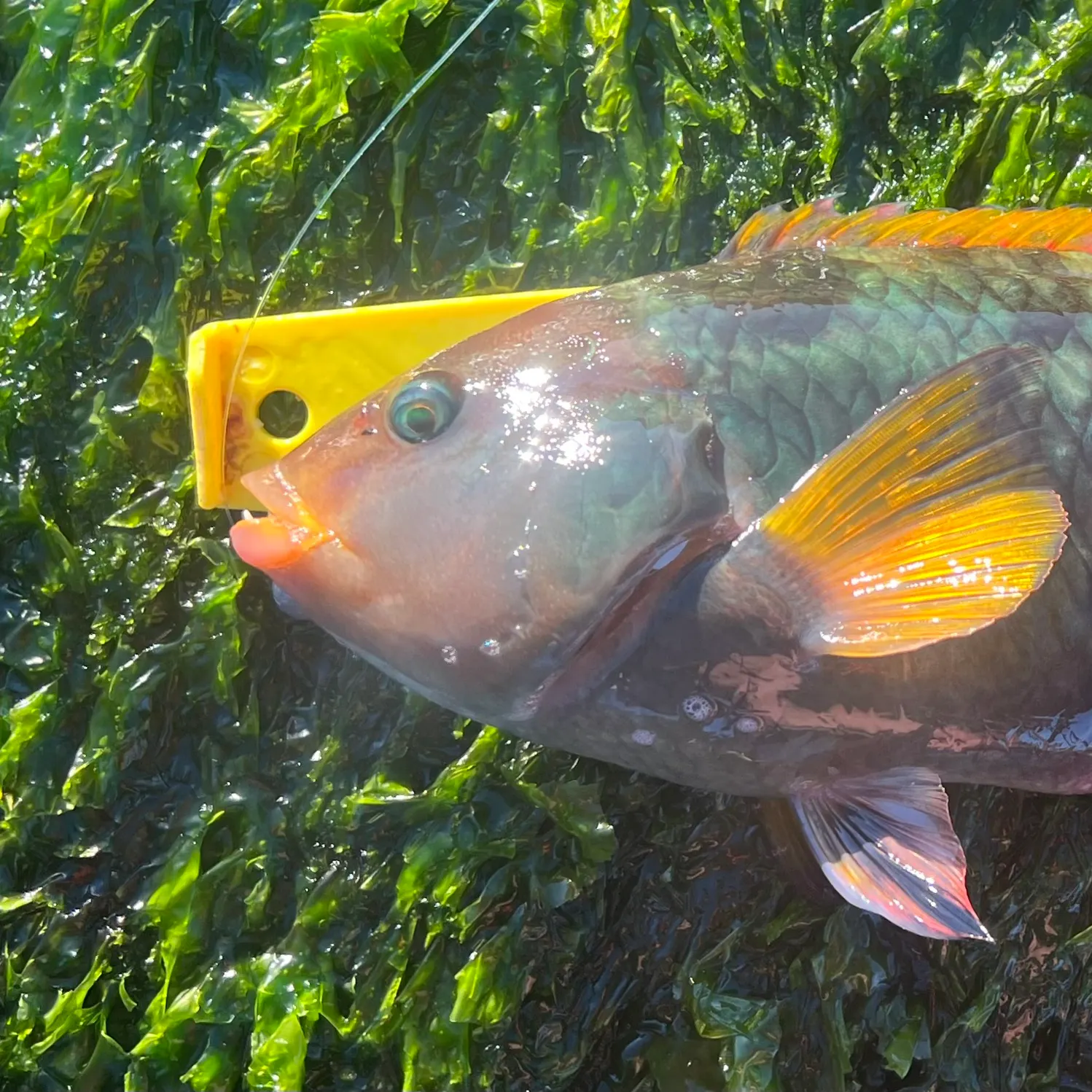 The most recent Crimsonbanded wrasse catches on Fishbrain
