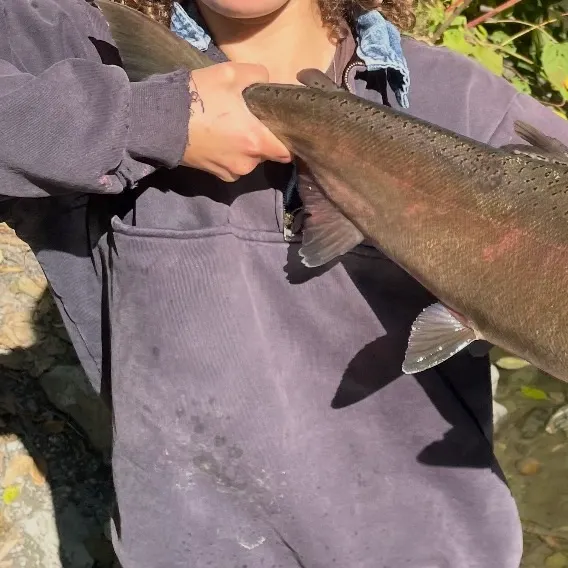 Coho salmon caught on Fishbrain