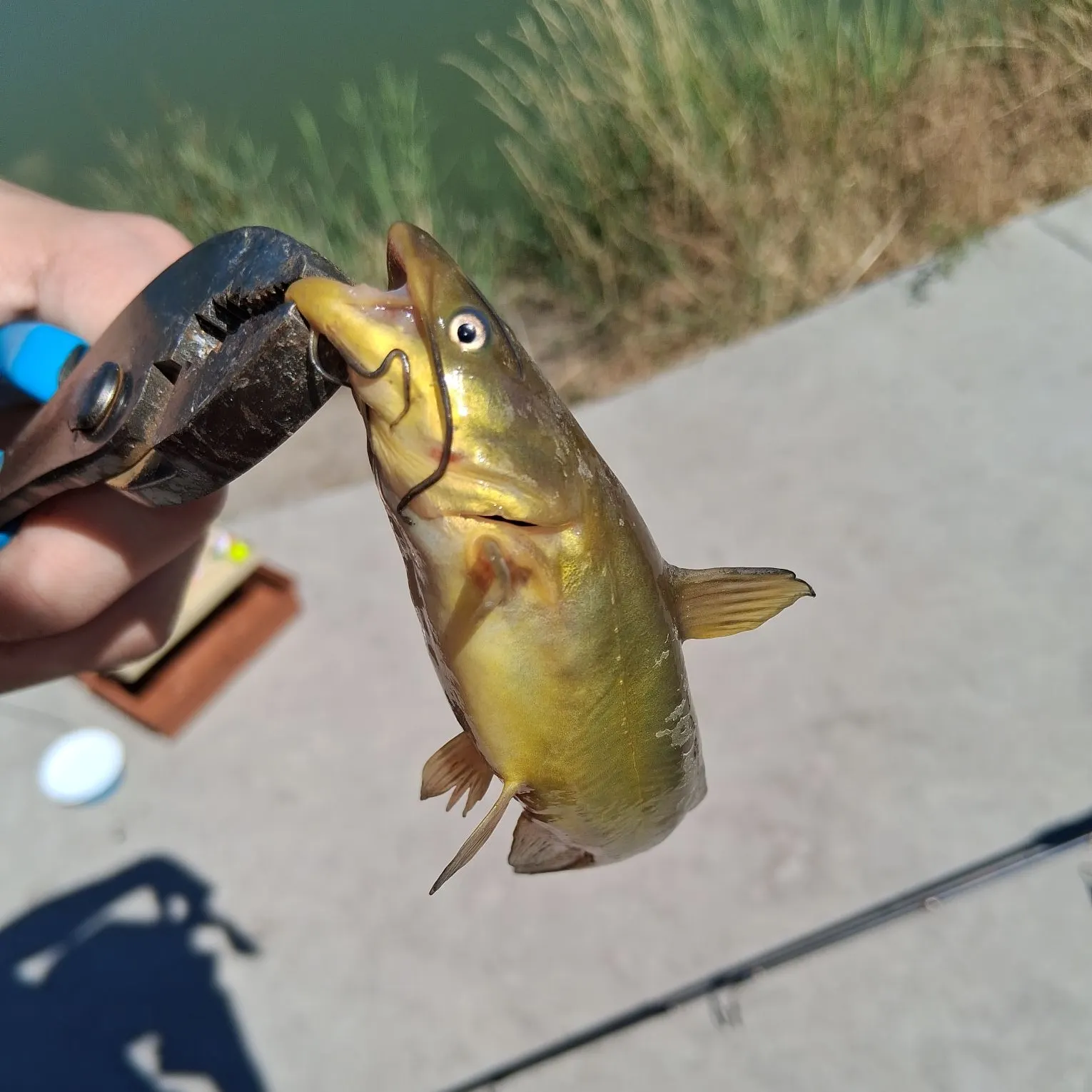 catch