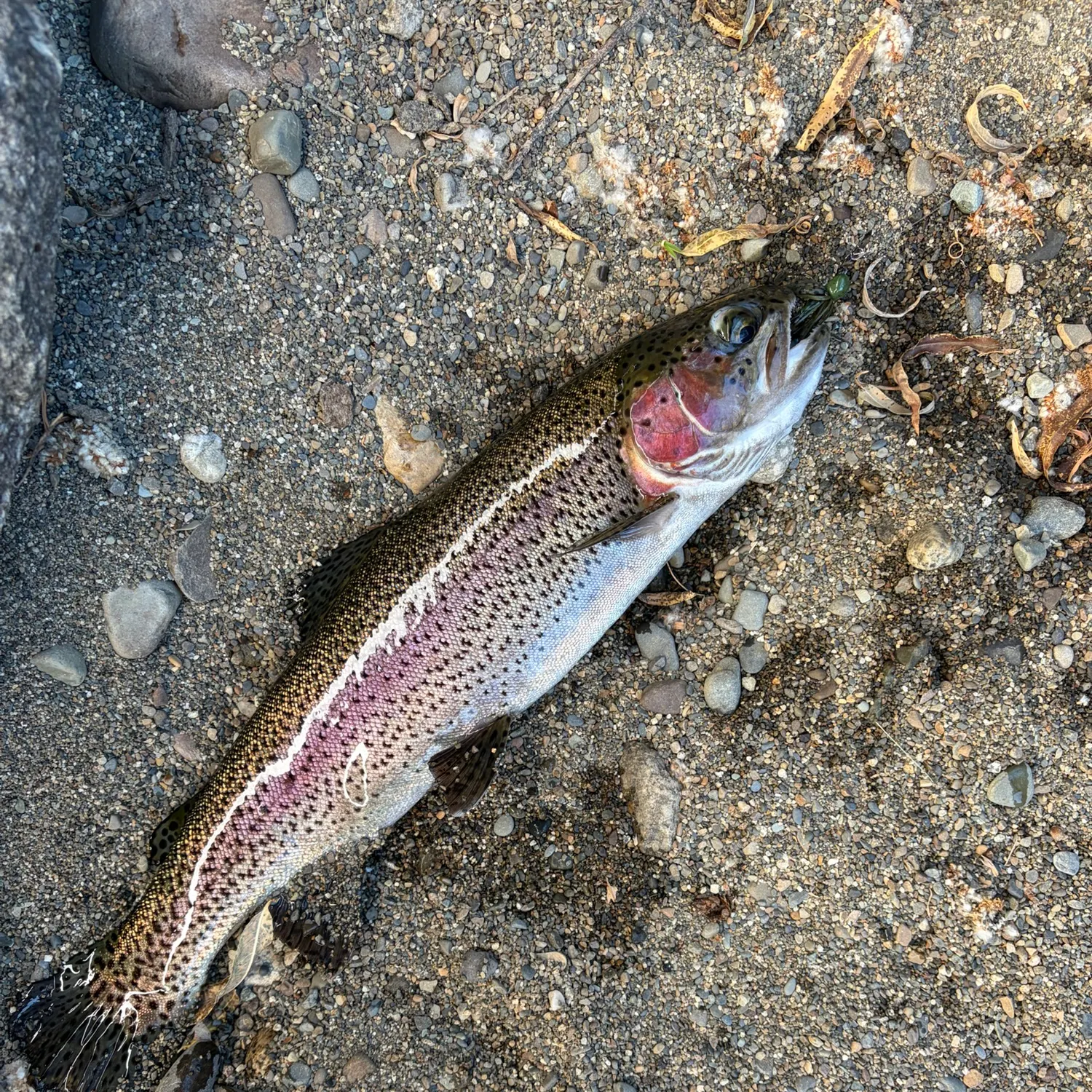 Rainbow trout caught on Fishbrain
