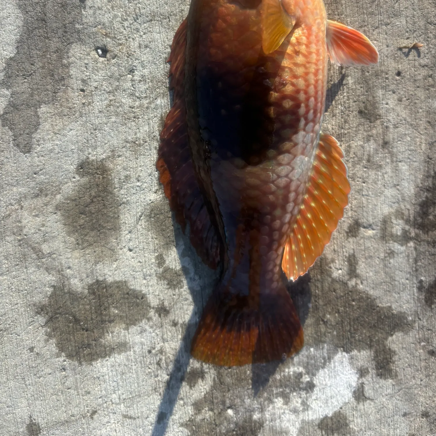 The most recent Blue-throated wrasse catches on Fishbrain