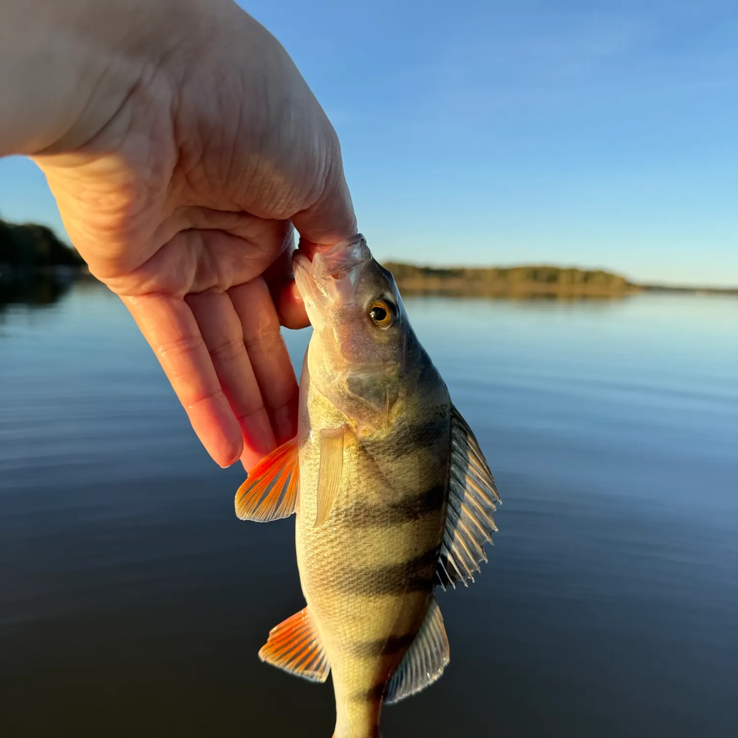 European perch caught on Fishbrain