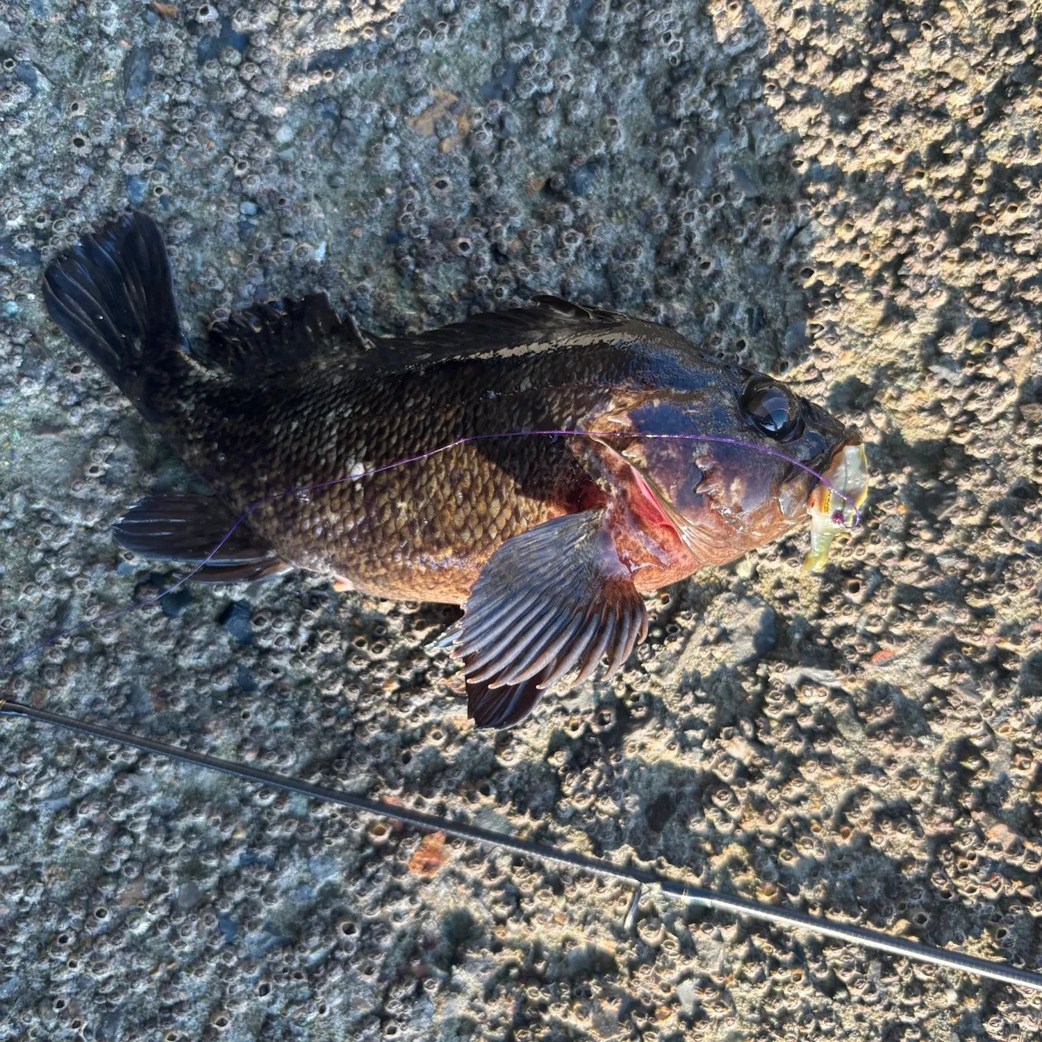 The most recent Korean rockfish catches on Fishbrain