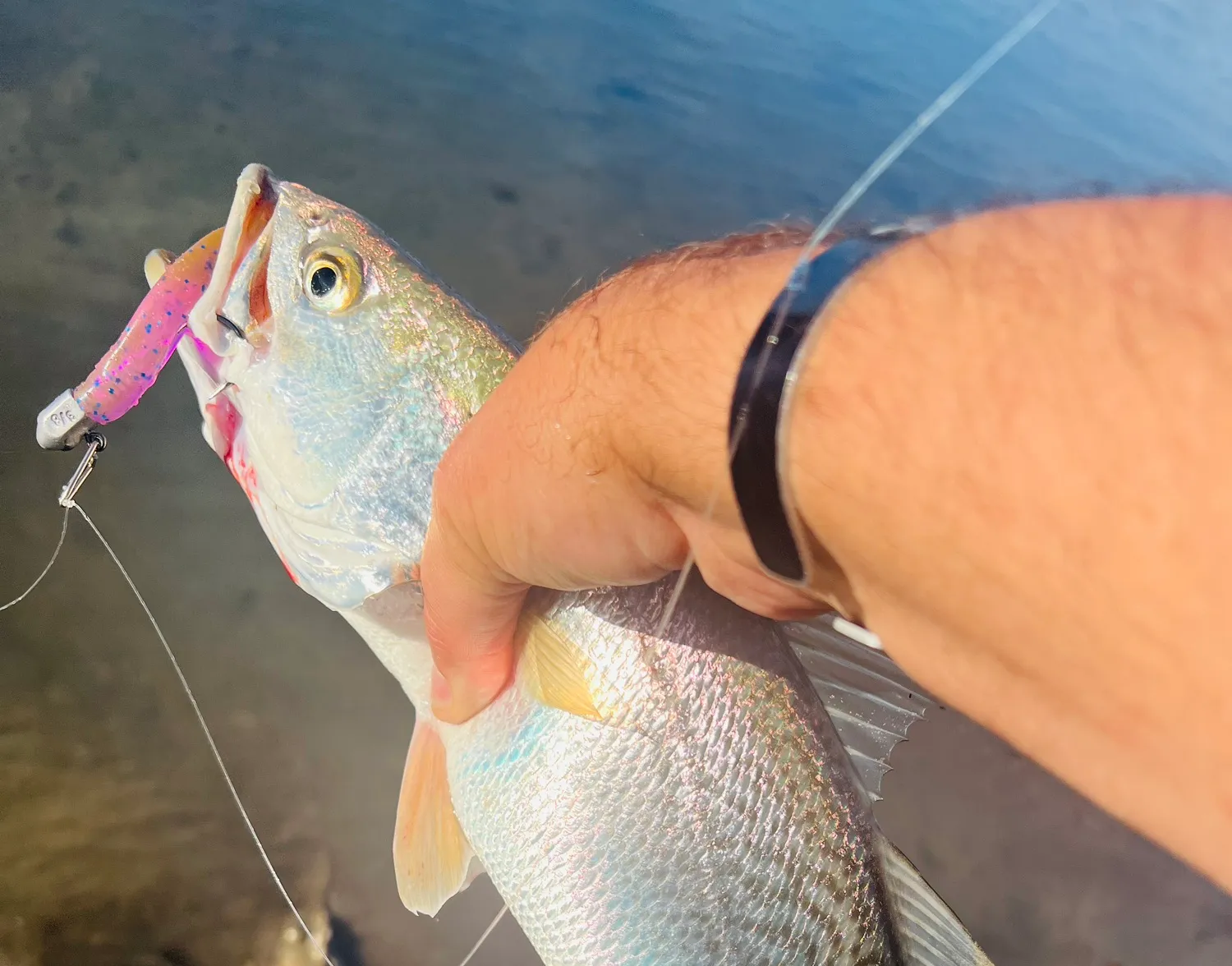 Gray weakfish