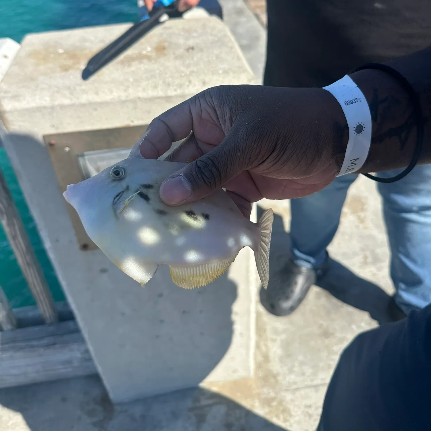 The most recent Thread-sail filefish catches on Fishbrain