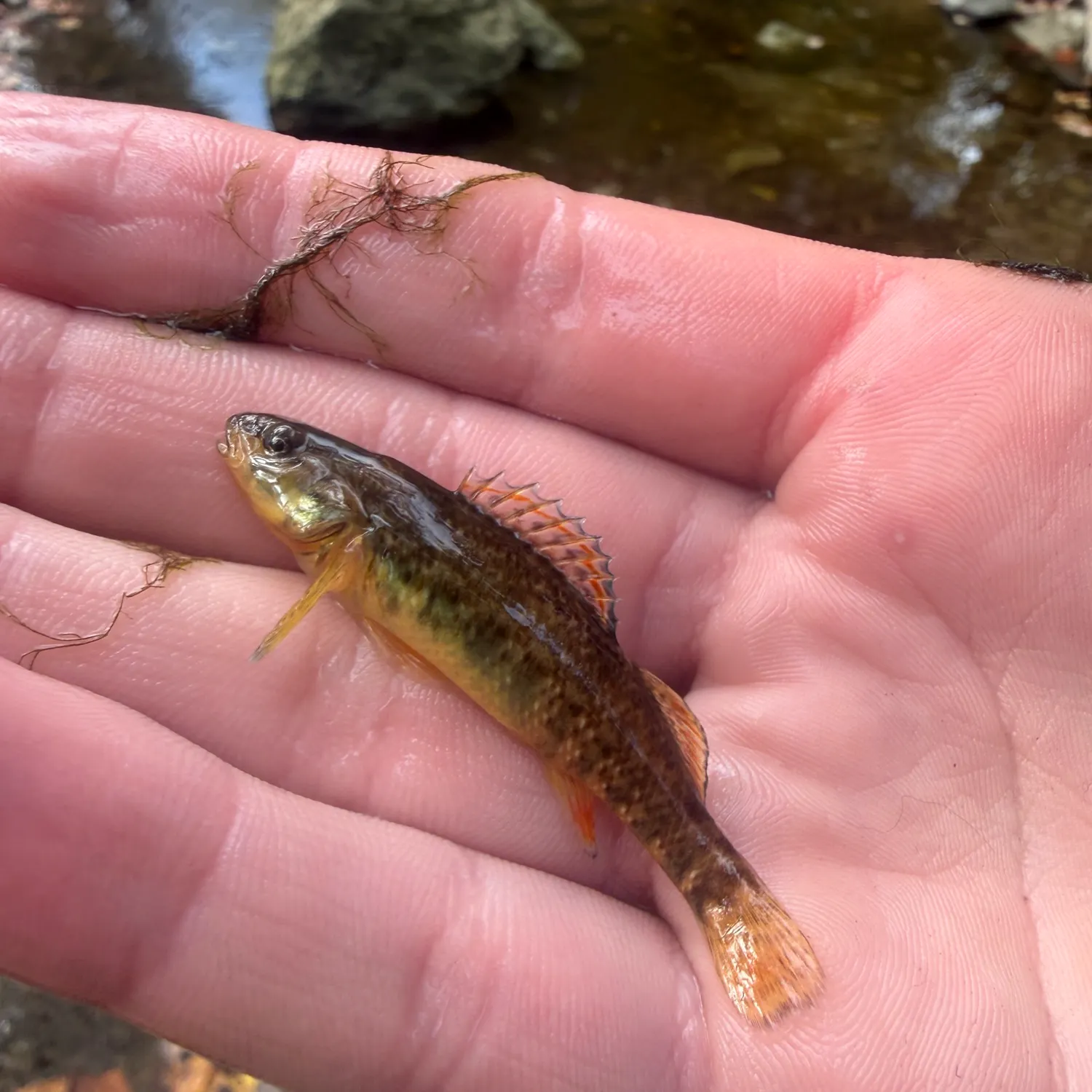 The most recent Rainbow darter catches on Fishbrain
