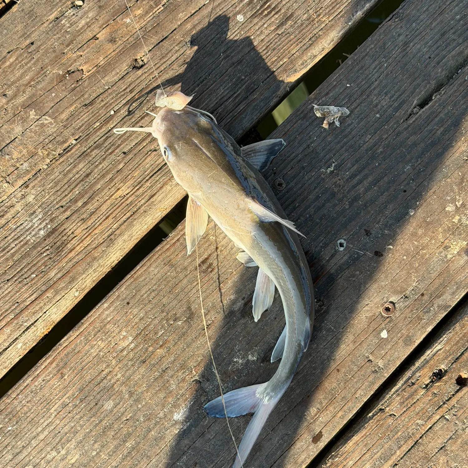 Gafftopsail sea catfish caught on Fishbrain