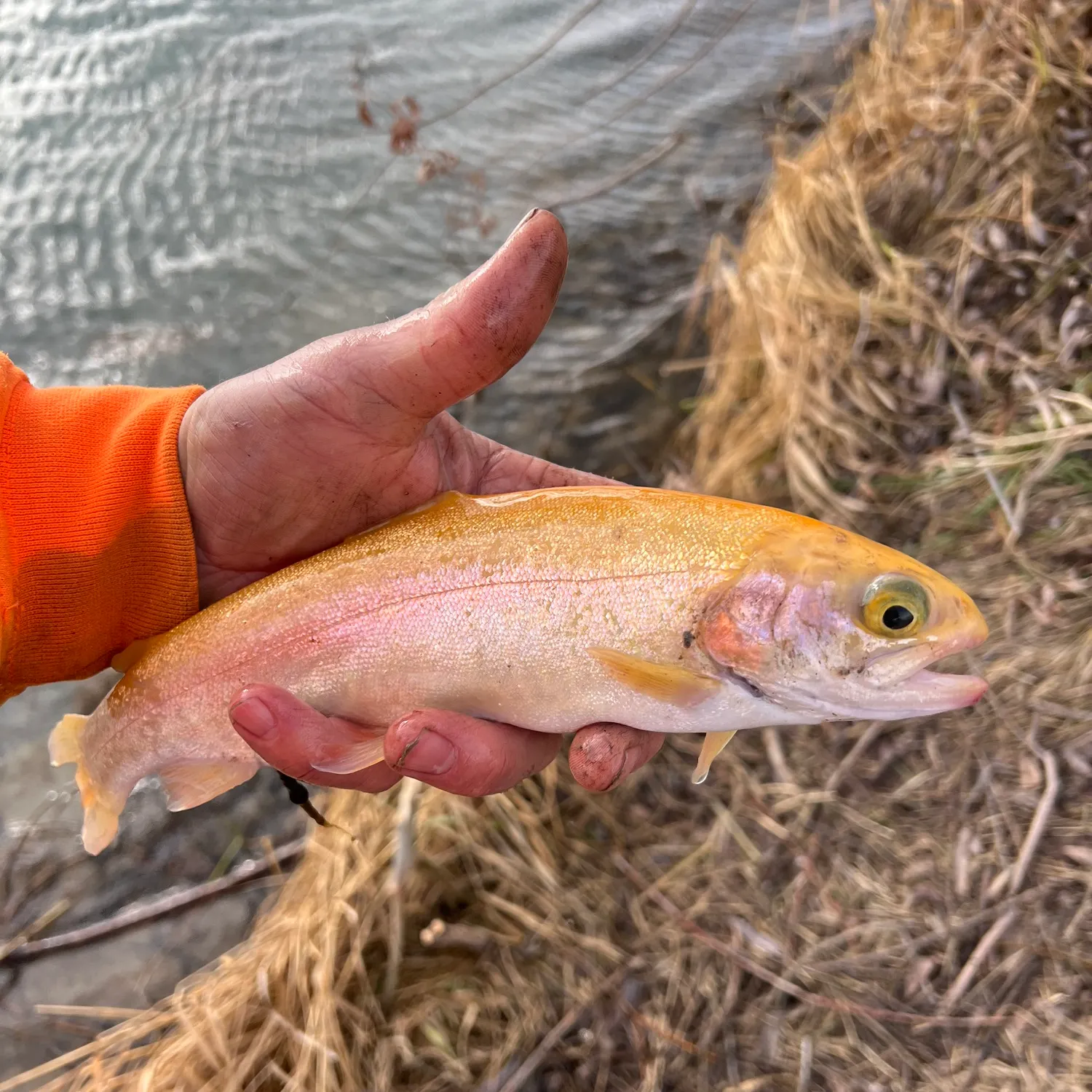 The most recent Golden rainbow trout catches on Fishbrain