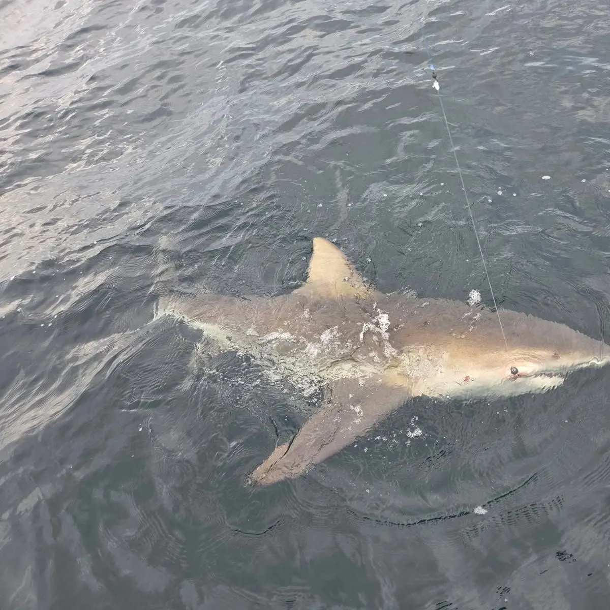 The most recent Bull shark catches on Fishbrain
