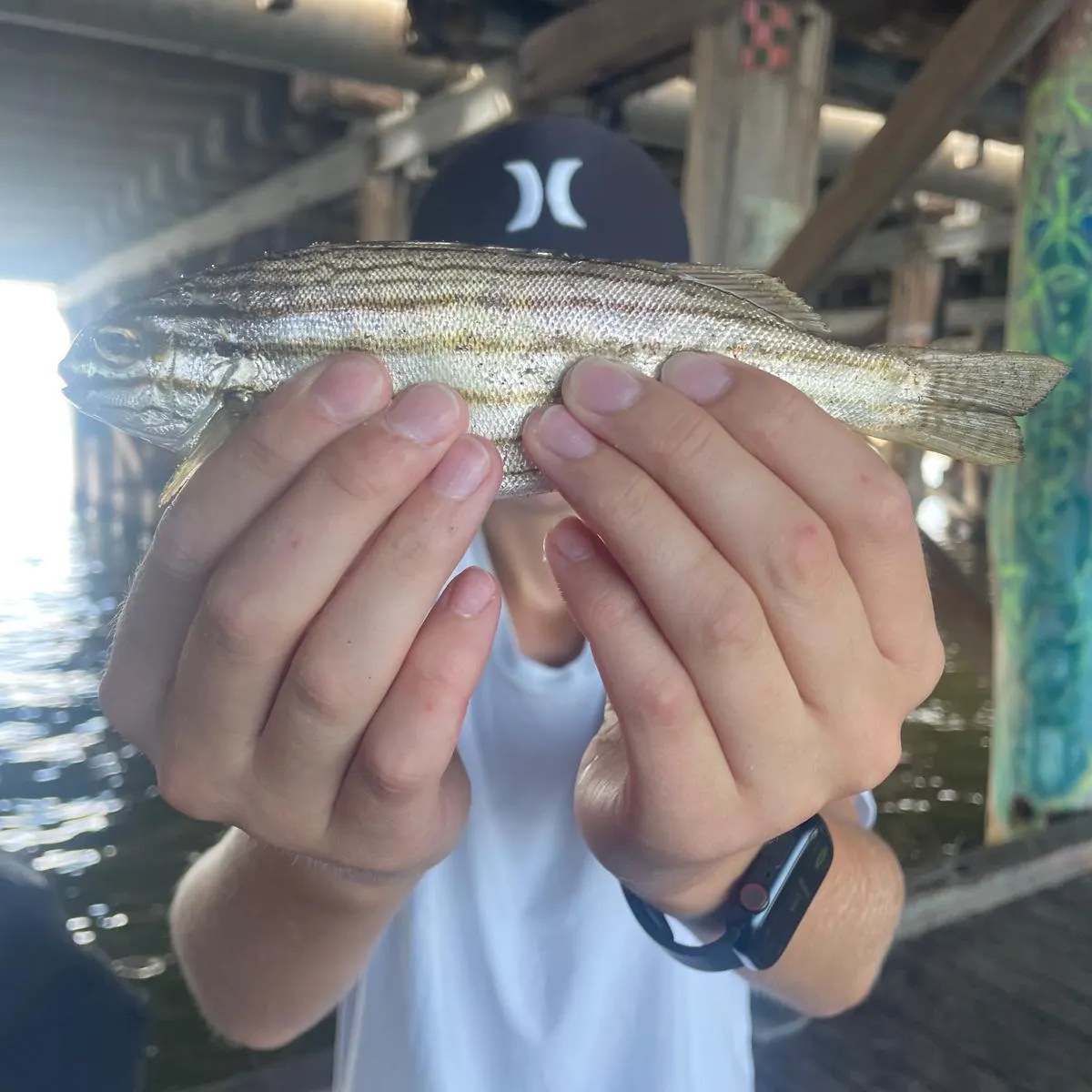 The most recent Western striped grunter catches on Fishbrain