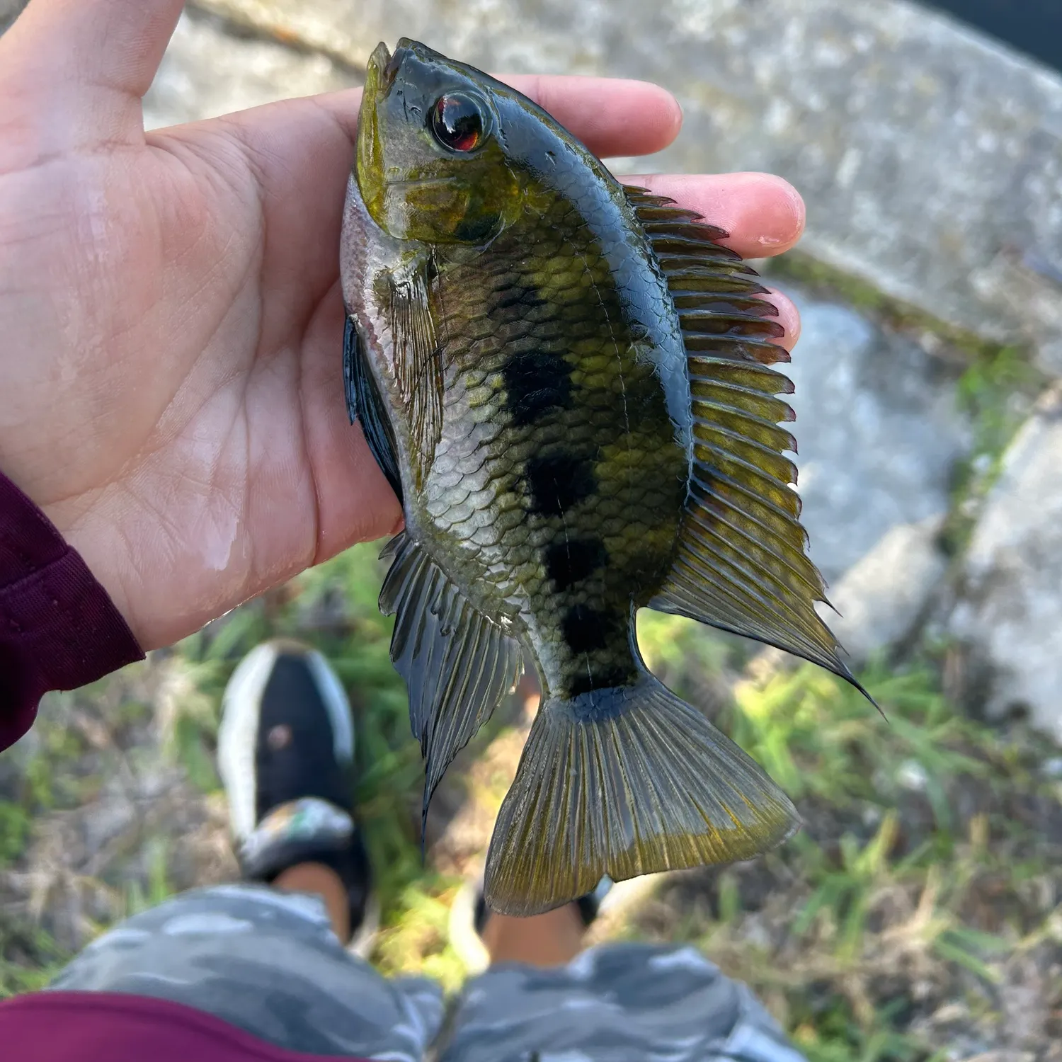 Spotted tilapia caught on Fishbrain
