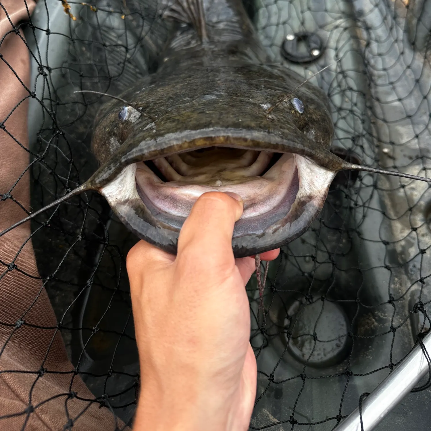 Flathead catfish caught on Fishbrain