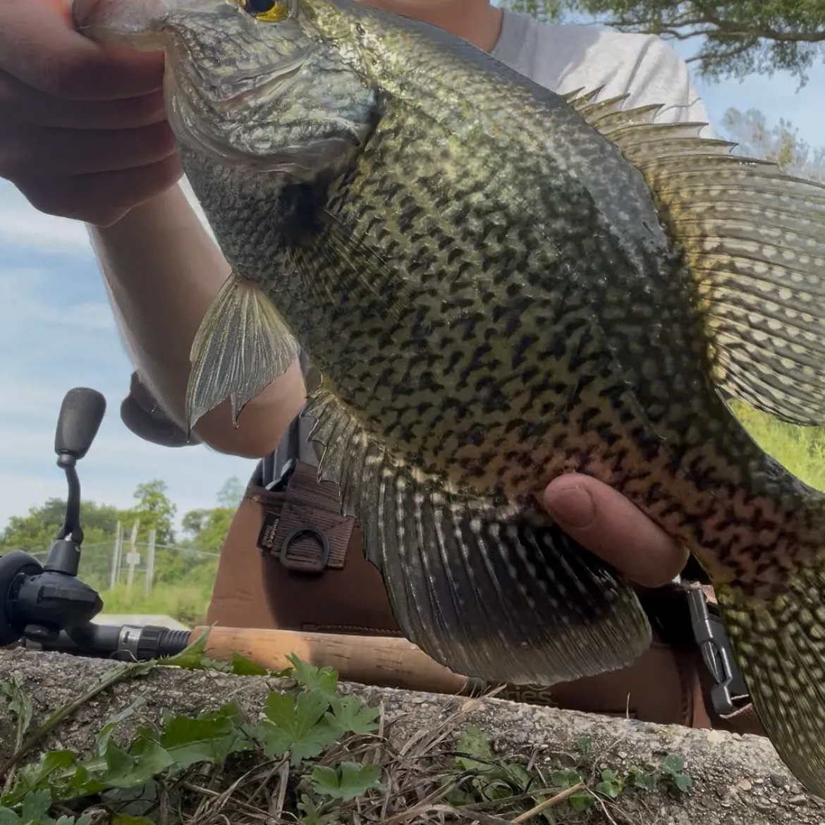 Black crappie caught on Fishbrain