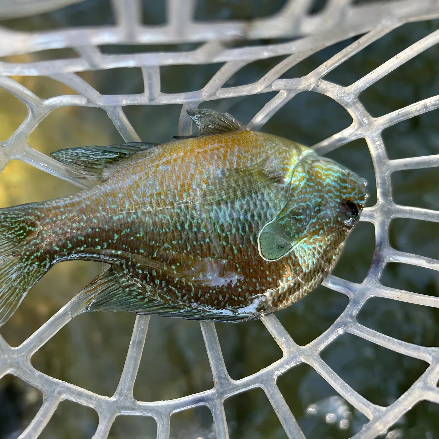 Longear sunfish caught on Fishbrain
