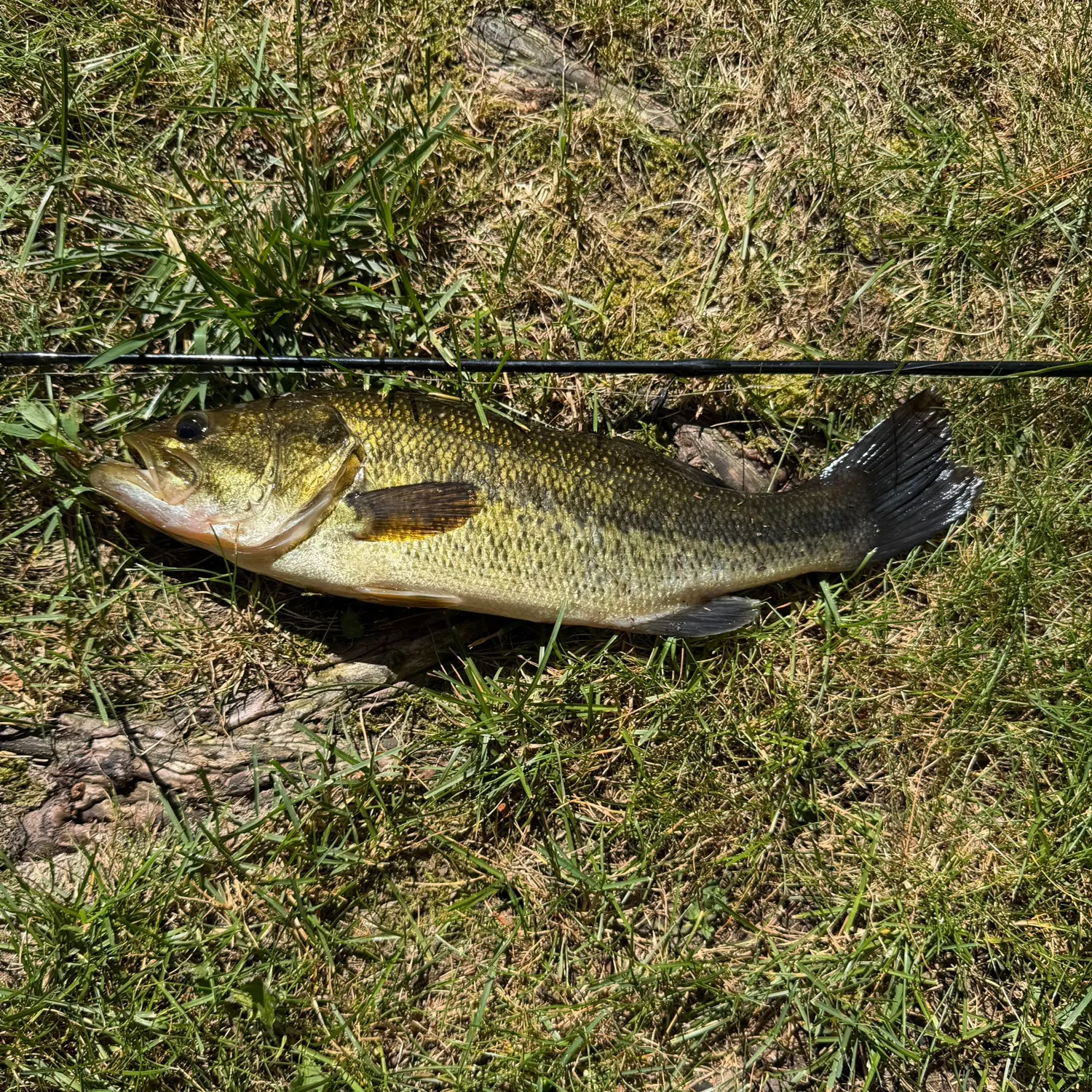 Smallmouth bass caught on Fishbrain