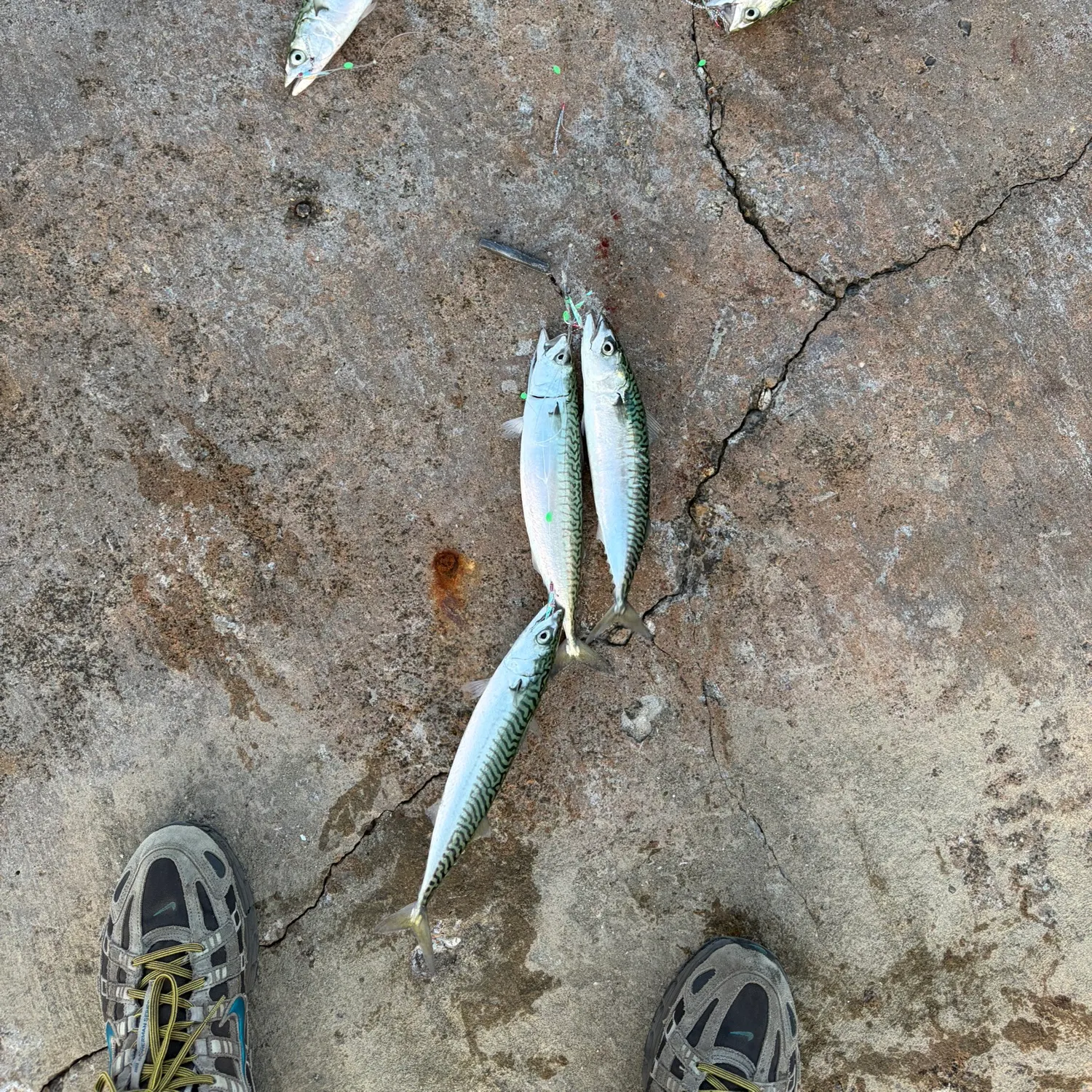 Atlantic mackerel caught on Fishbrain