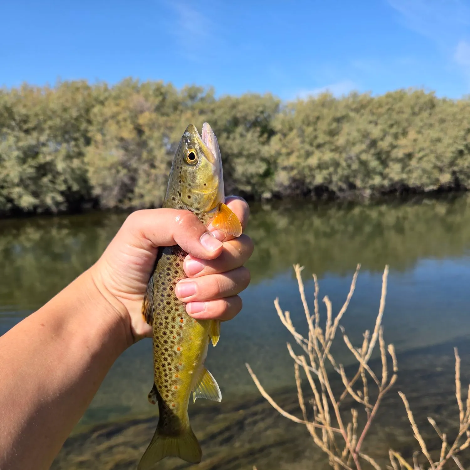 Brown trout caught on Fishbrain