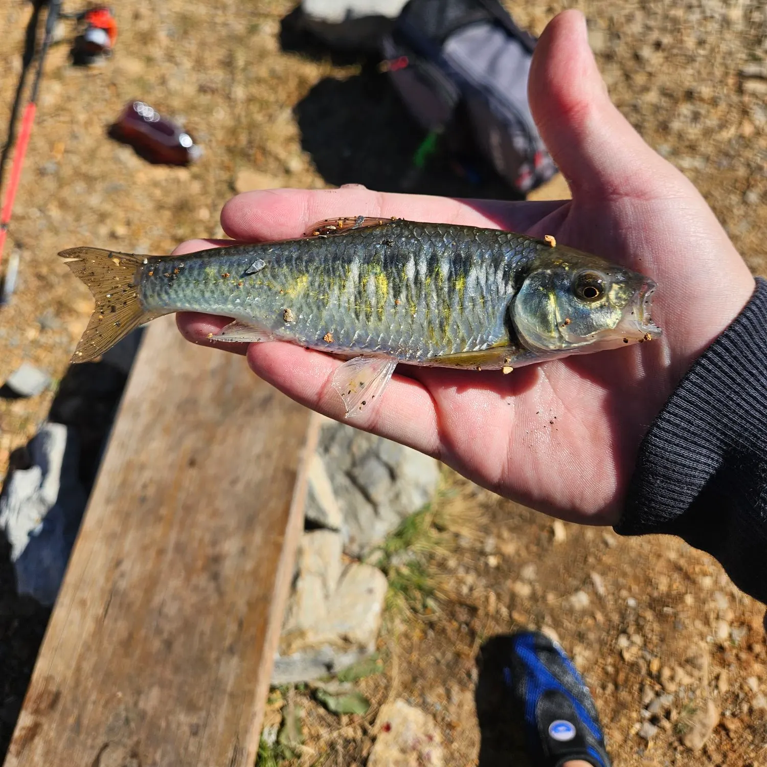 Striped shiner caught on Fishbrain