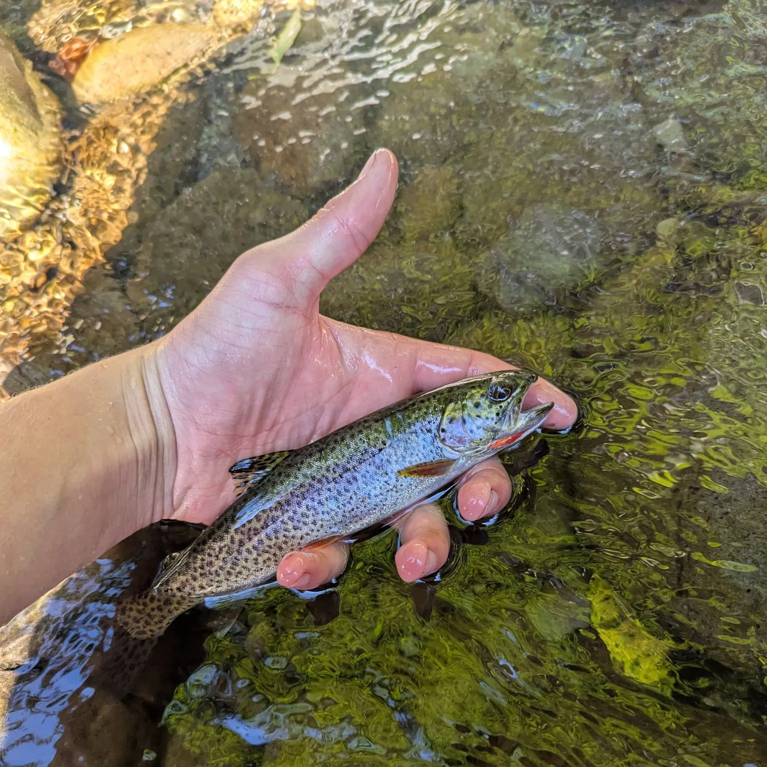 The most recent Cutthroat trout catches on Fishbrain