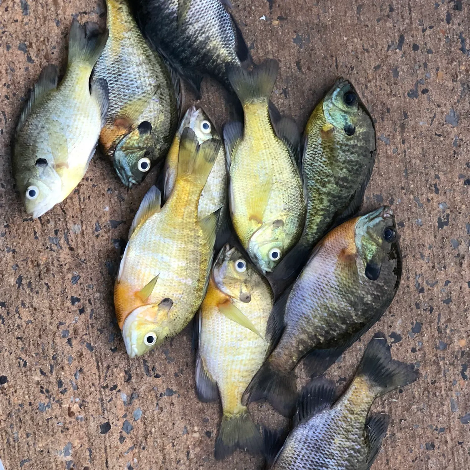 recently logged catches