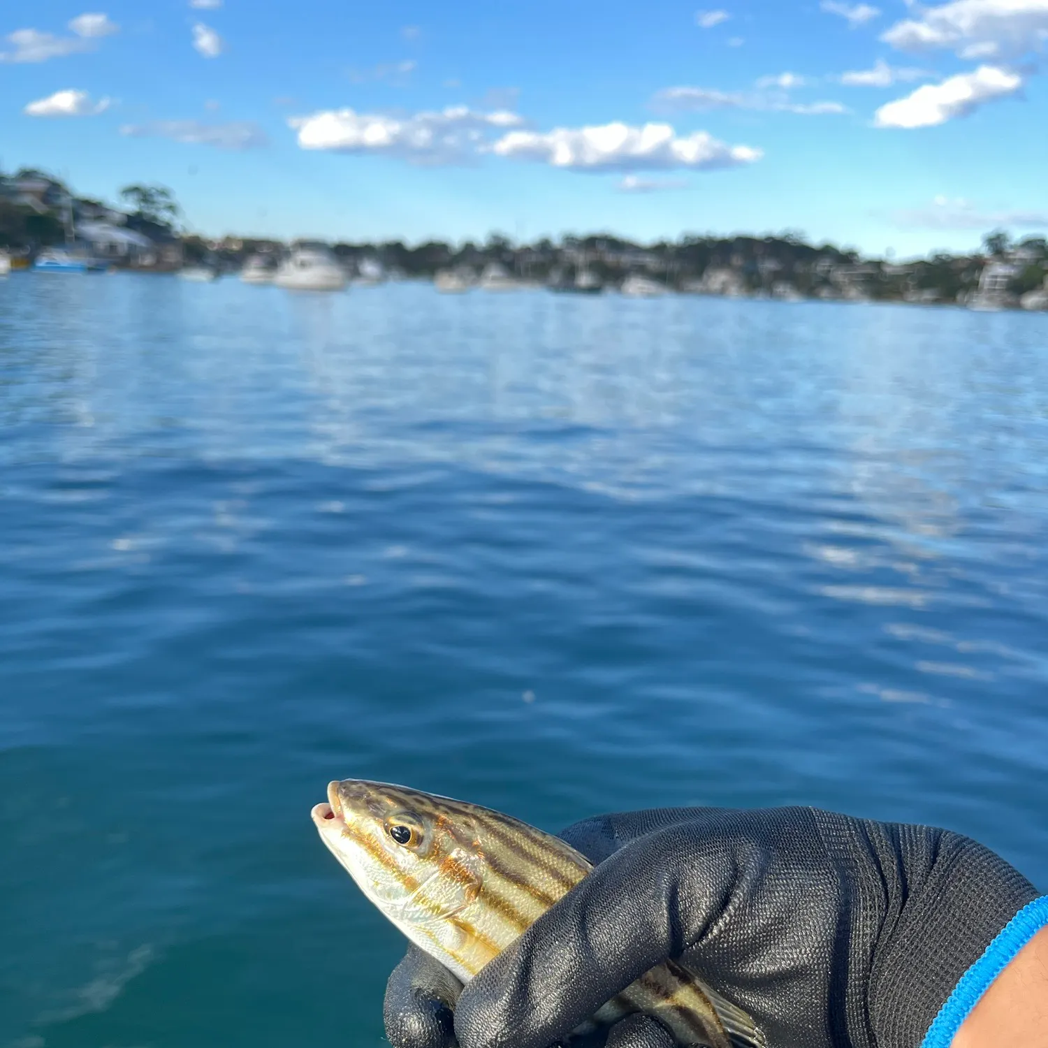 Eastern striped grunter caught on Fishbrain