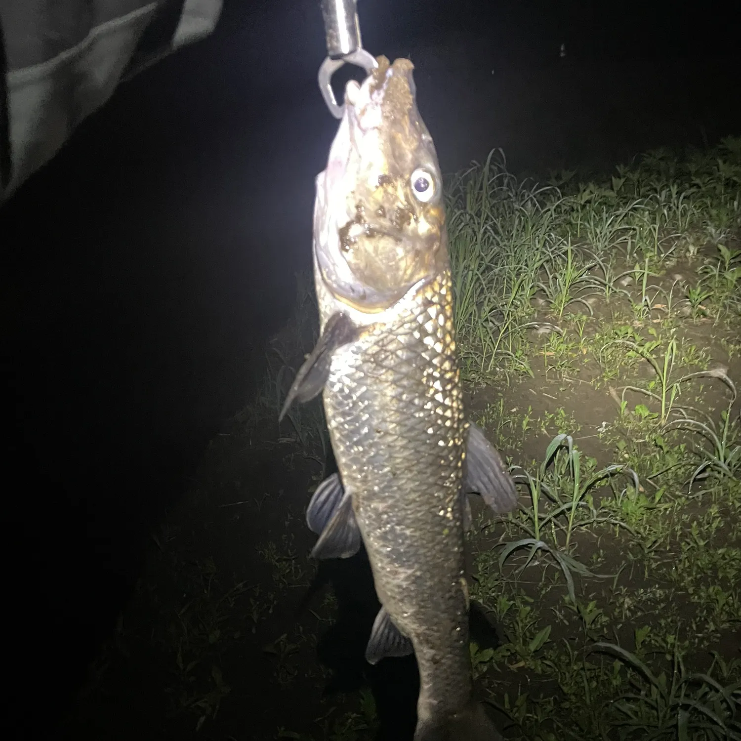 The most recent Barbel steed catches on Fishbrain