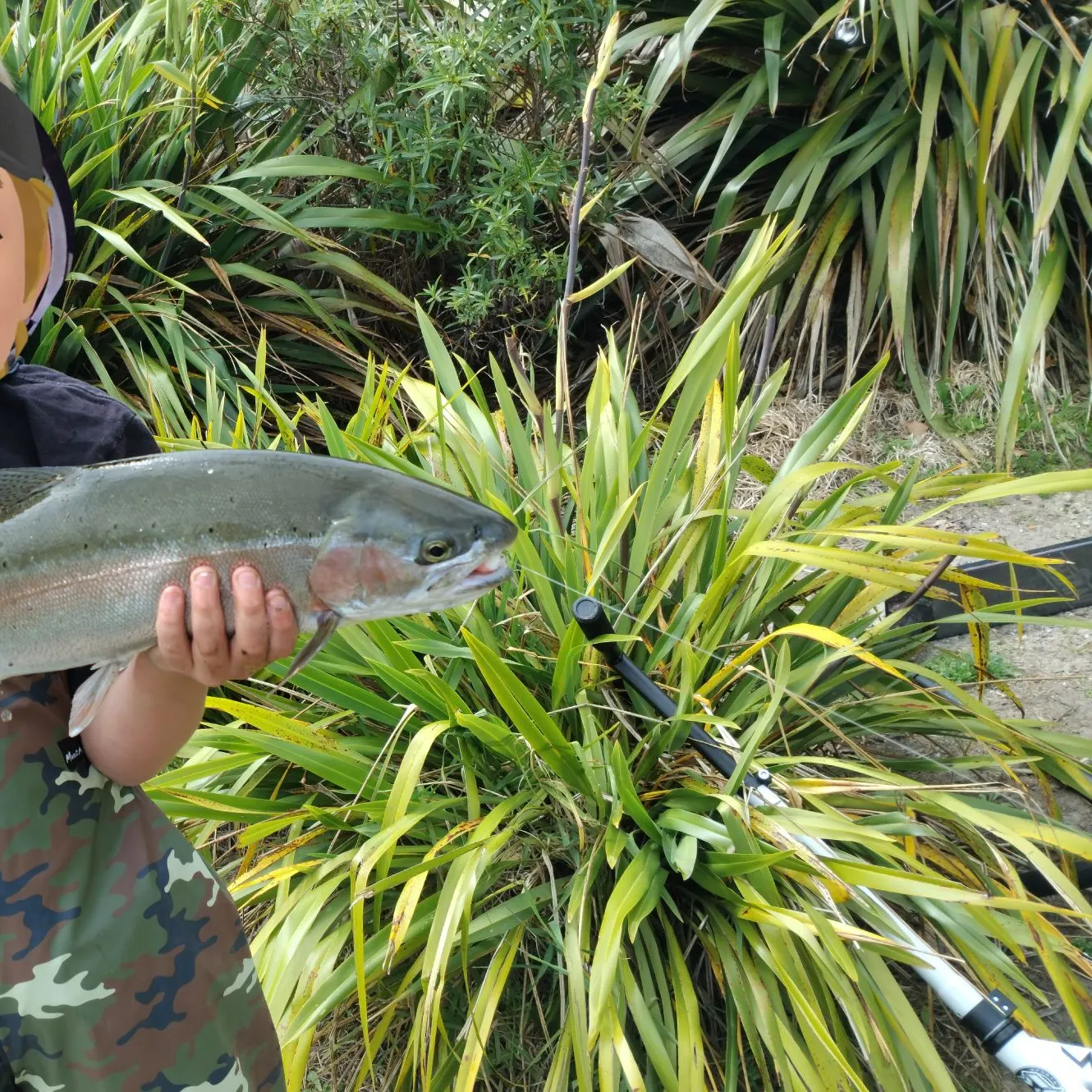 Rainbow trout caught on Fishbrain
