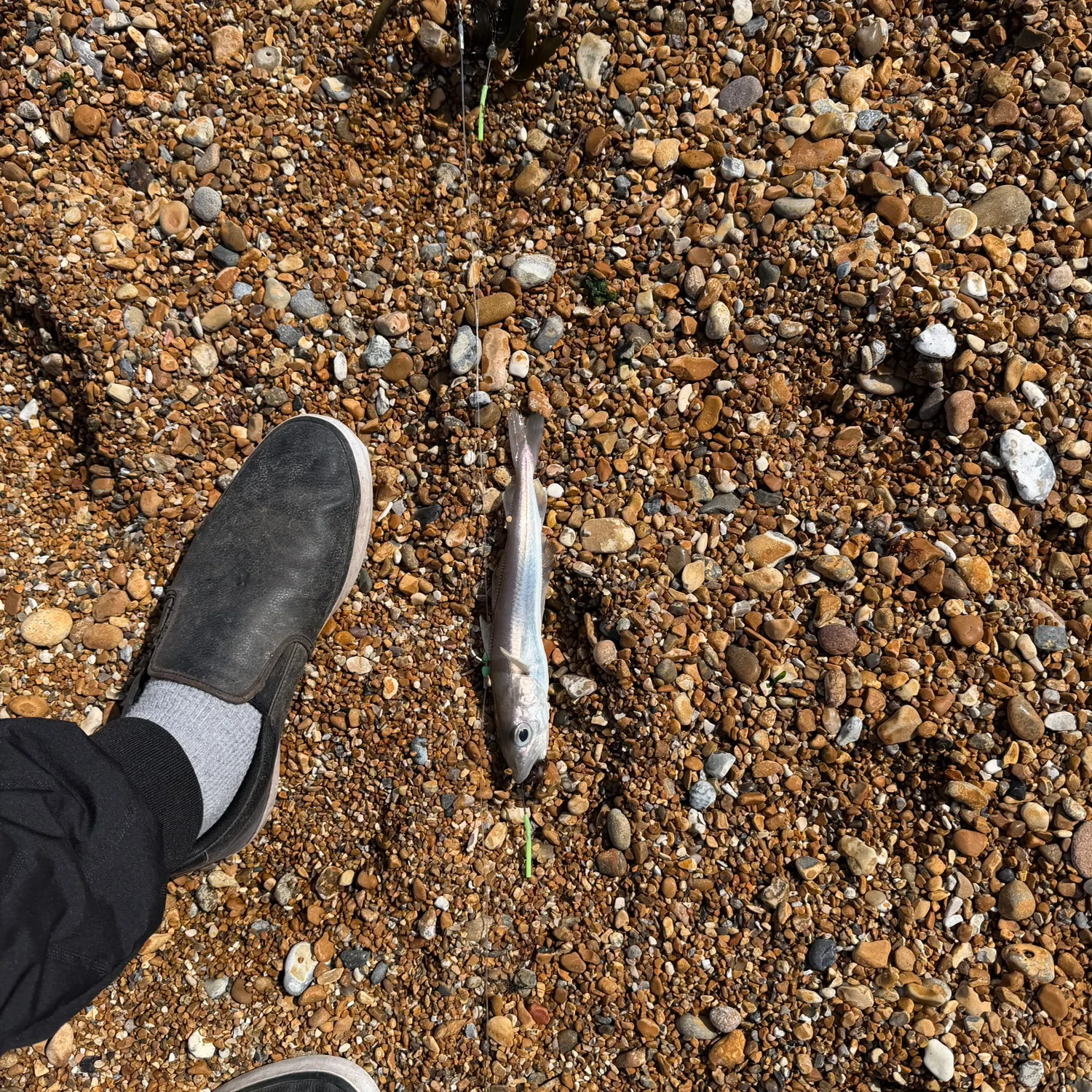 The most recent Whiting catches on Fishbrain