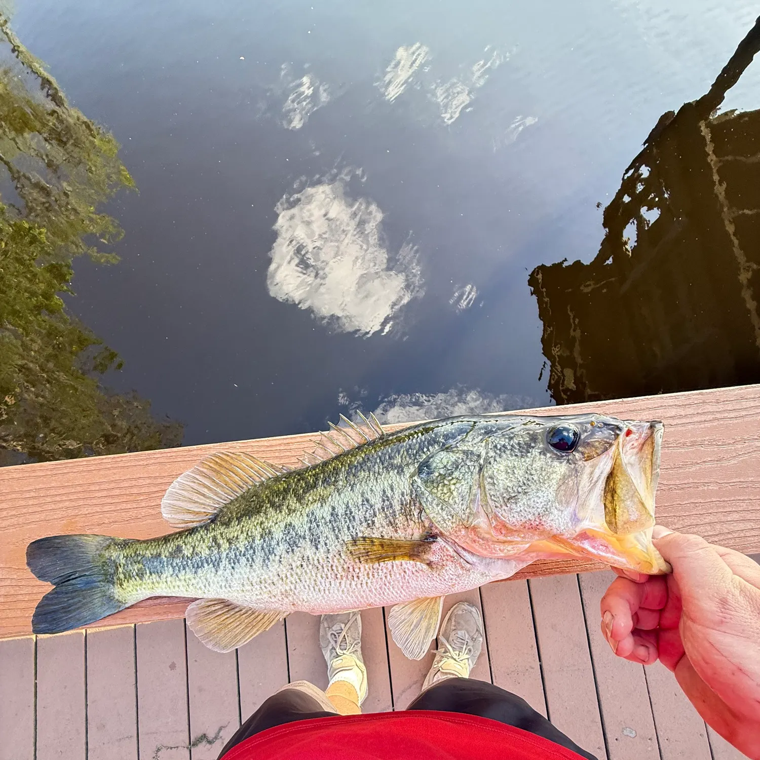 The most recent Florida bass catches on Fishbrain