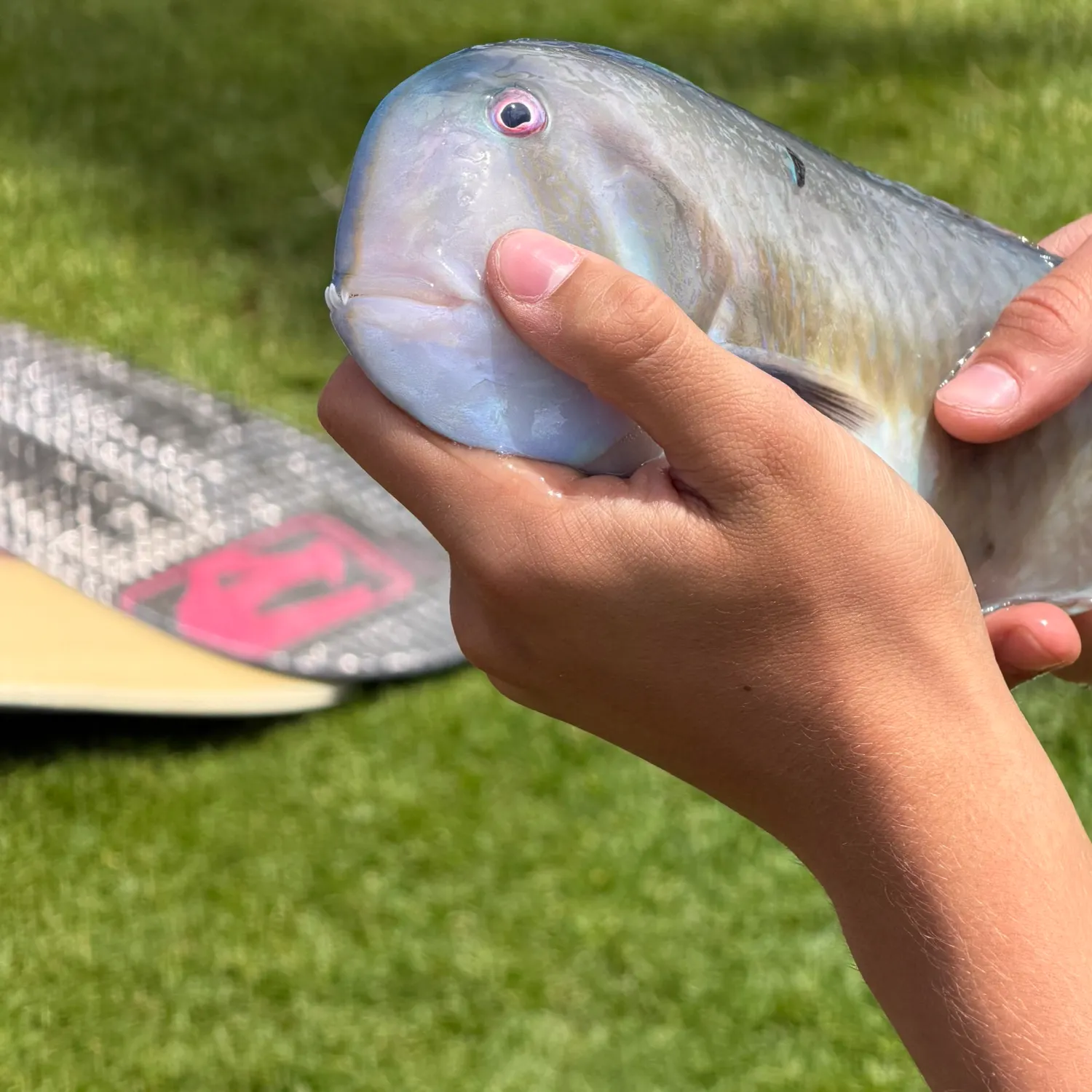 The most recent Peacock wrasse catches on Fishbrain
