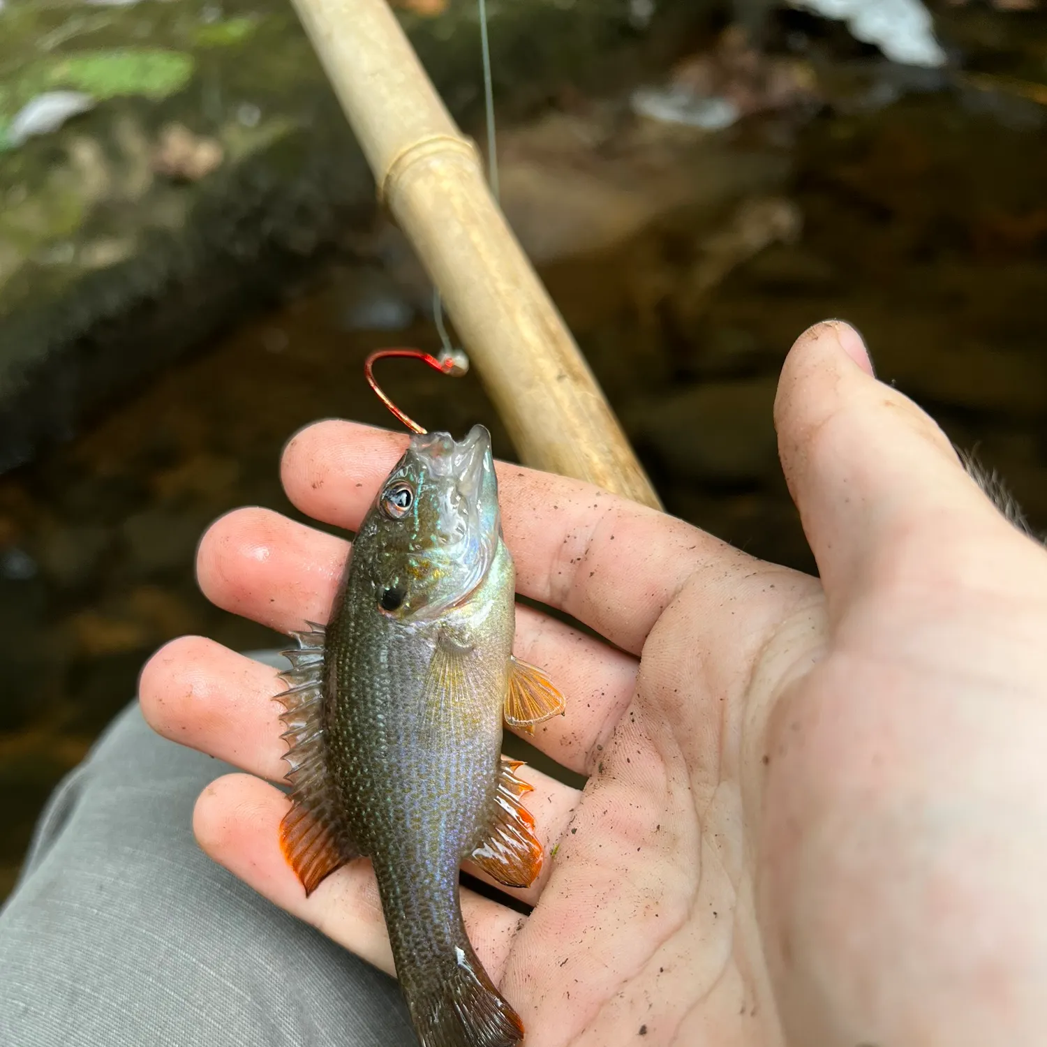 Green sunfish caught on Fishbrain