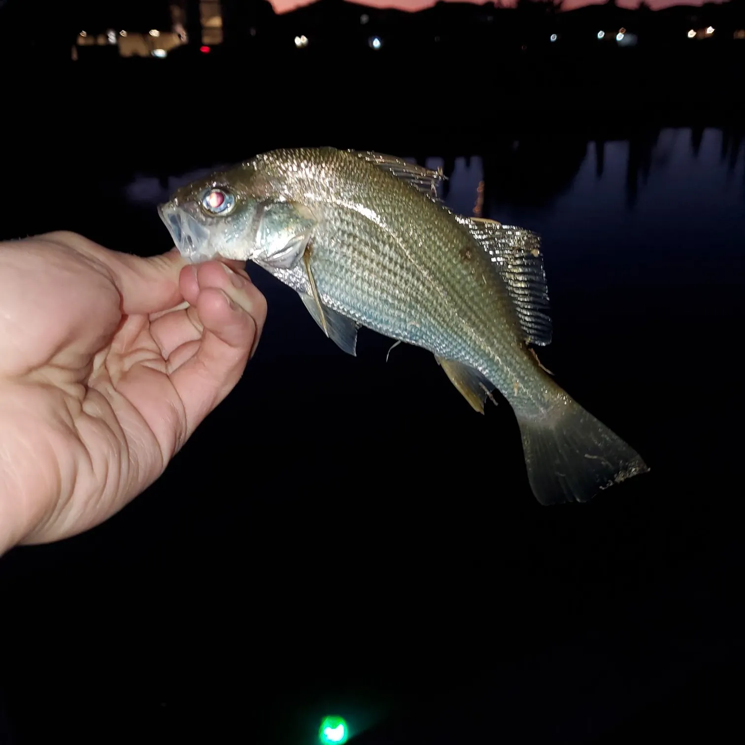 The most recent Silver perch catches on Fishbrain