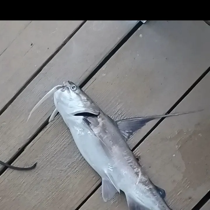 Gafftopsail sea catfish caught on Fishbrain