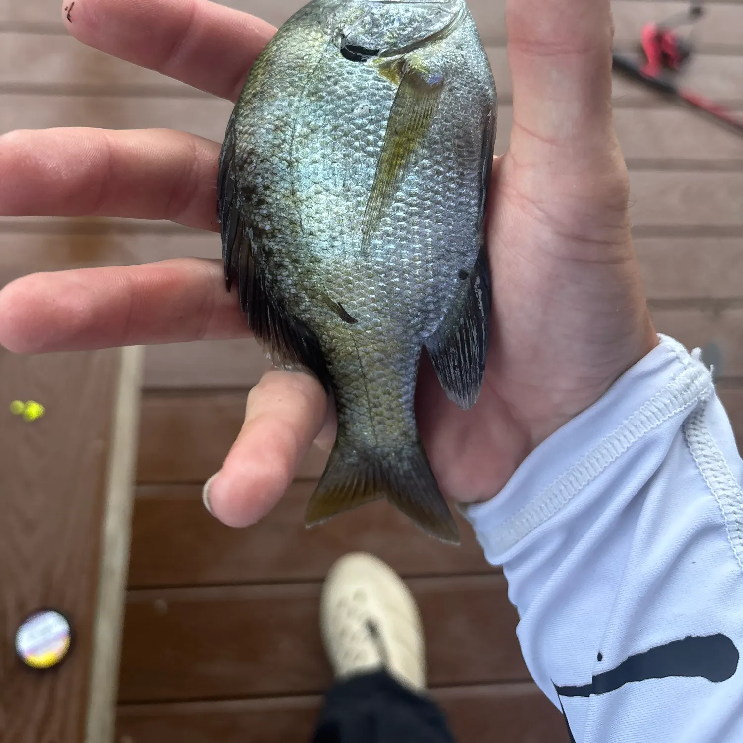 Bluegill caught on Fishbrain