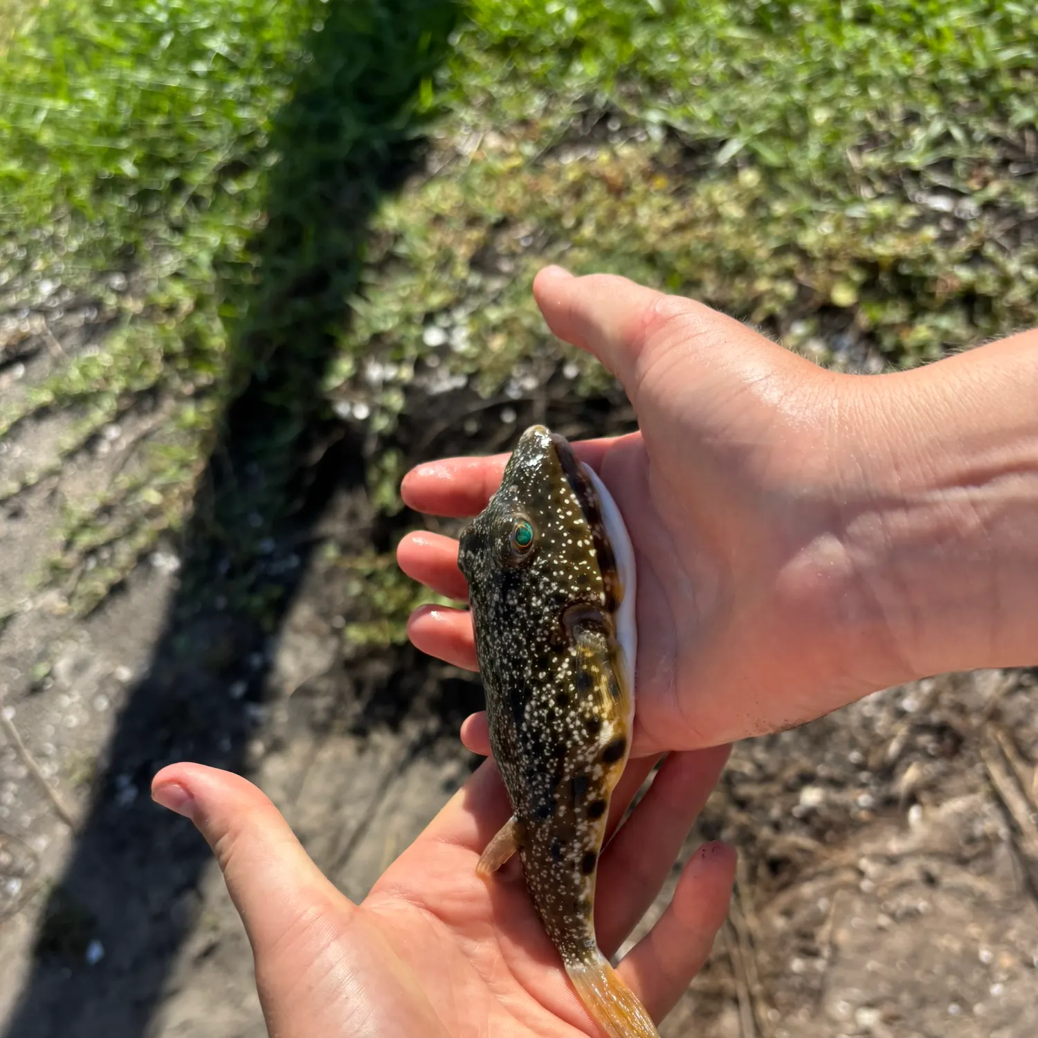 Southern puffer caught on Fishbrain