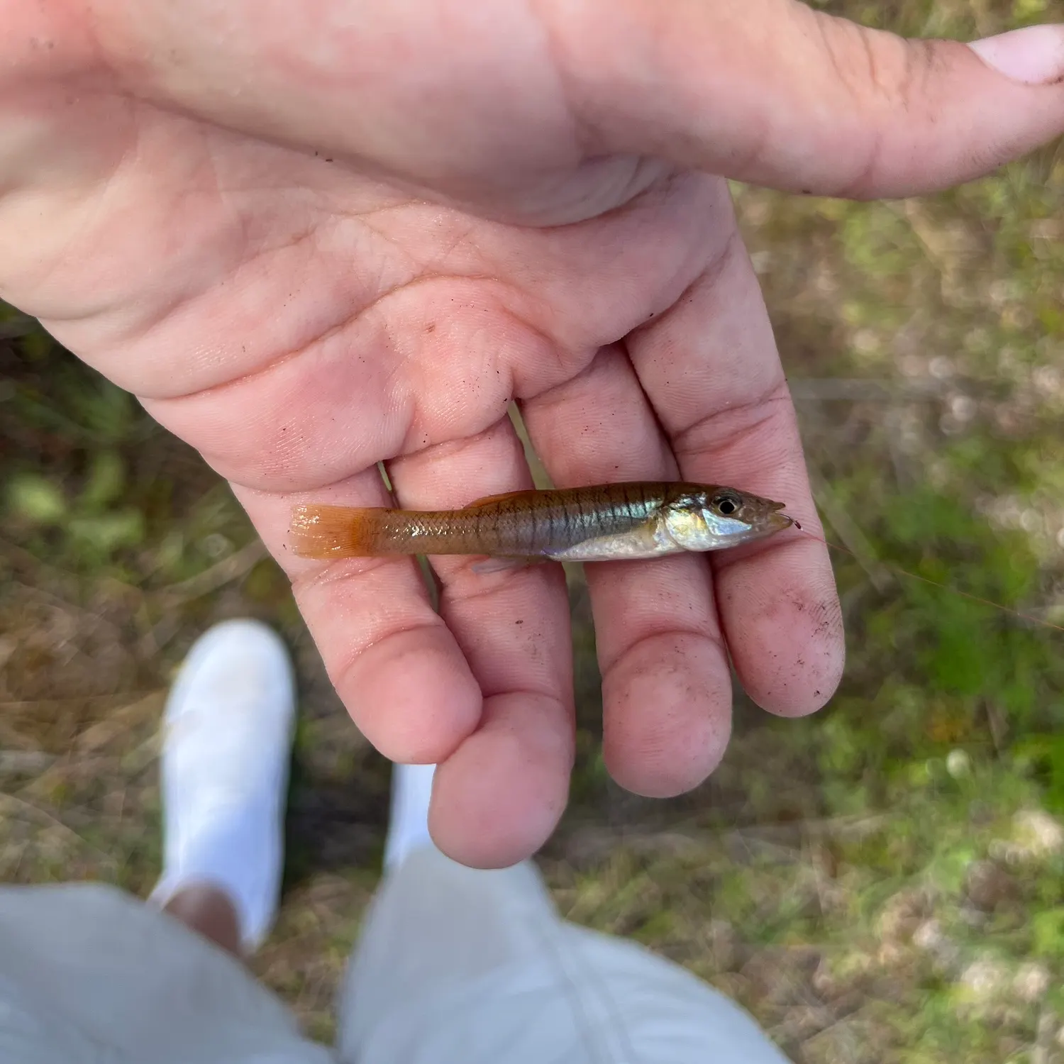 The most recent Seminole killifish catches on Fishbrain