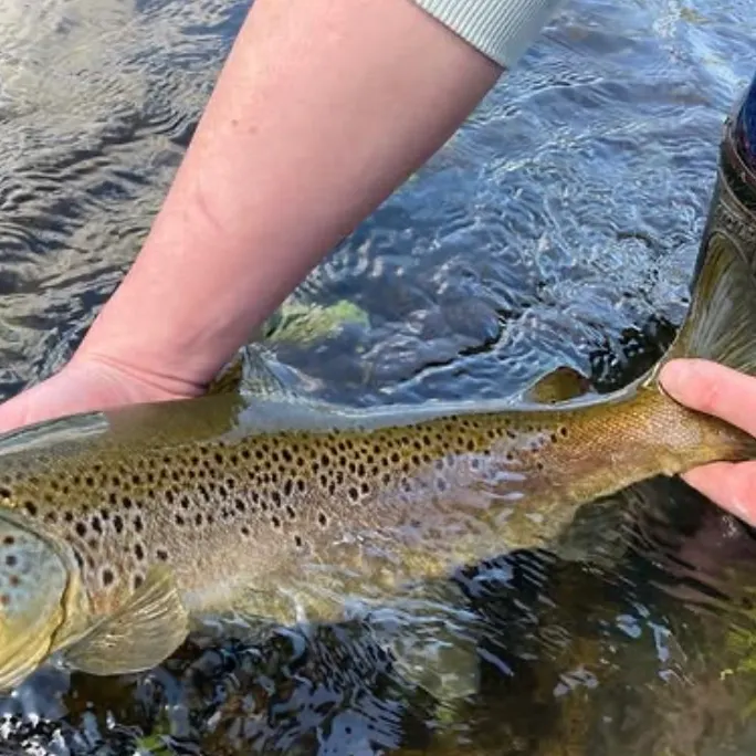 The most recent Lake trout catches on Fishbrain