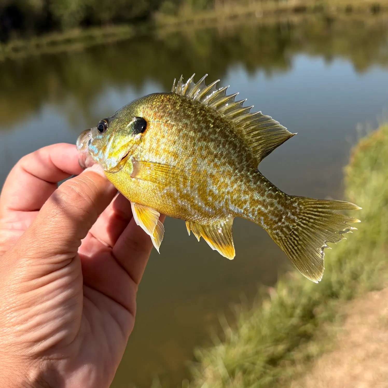 Greengill hybrid caught on Fishbrain