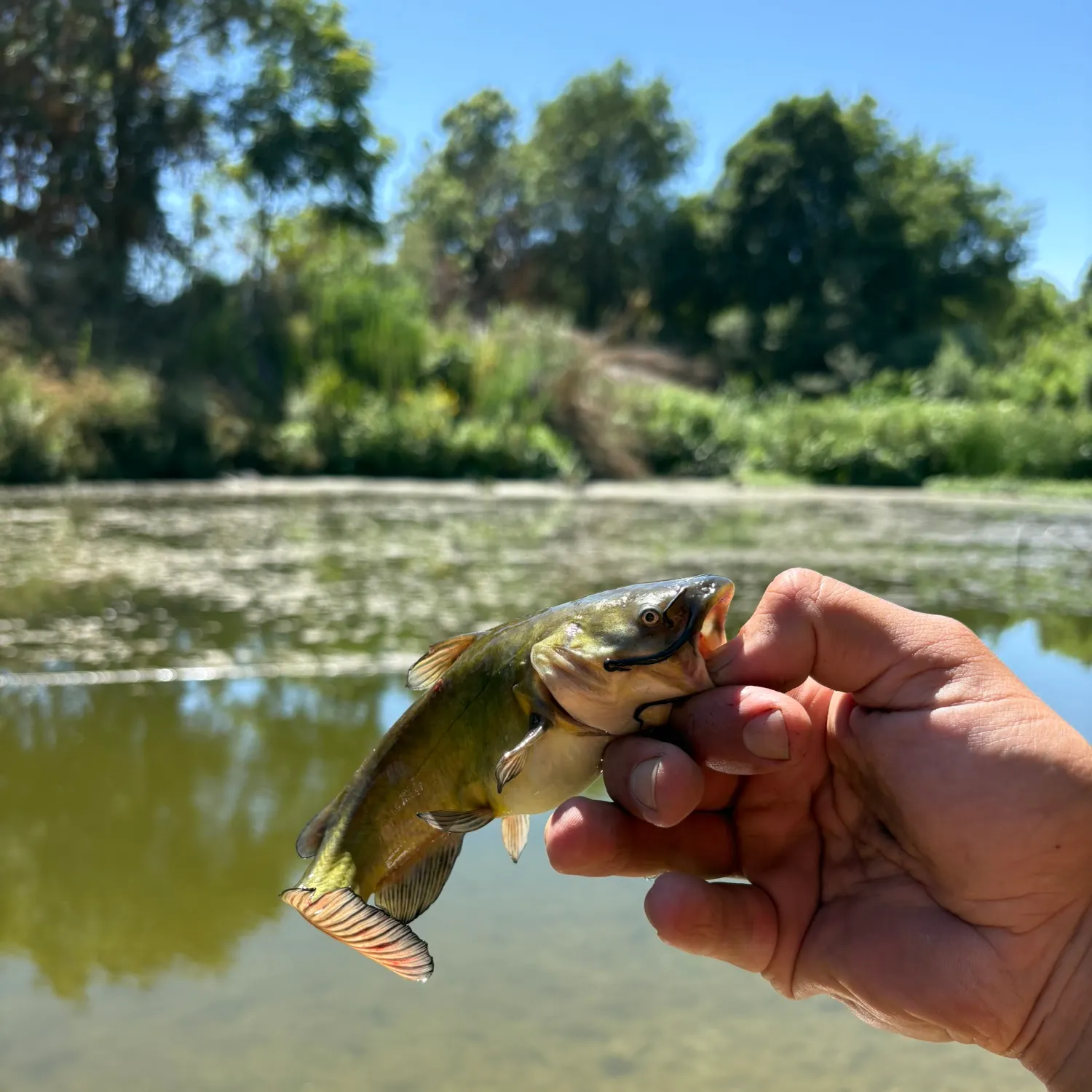 catch