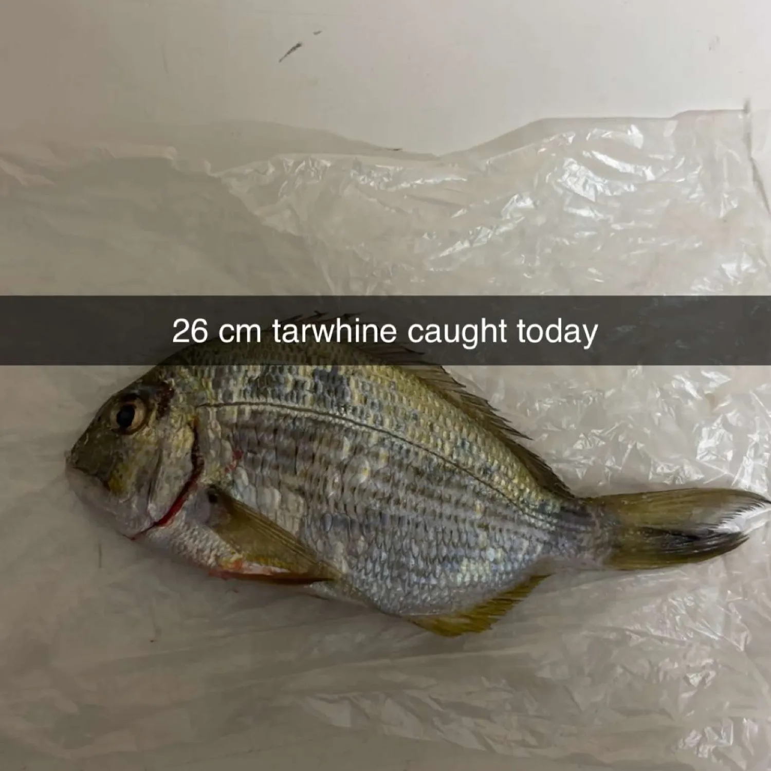 The most recent Goldlined seabream catches on Fishbrain